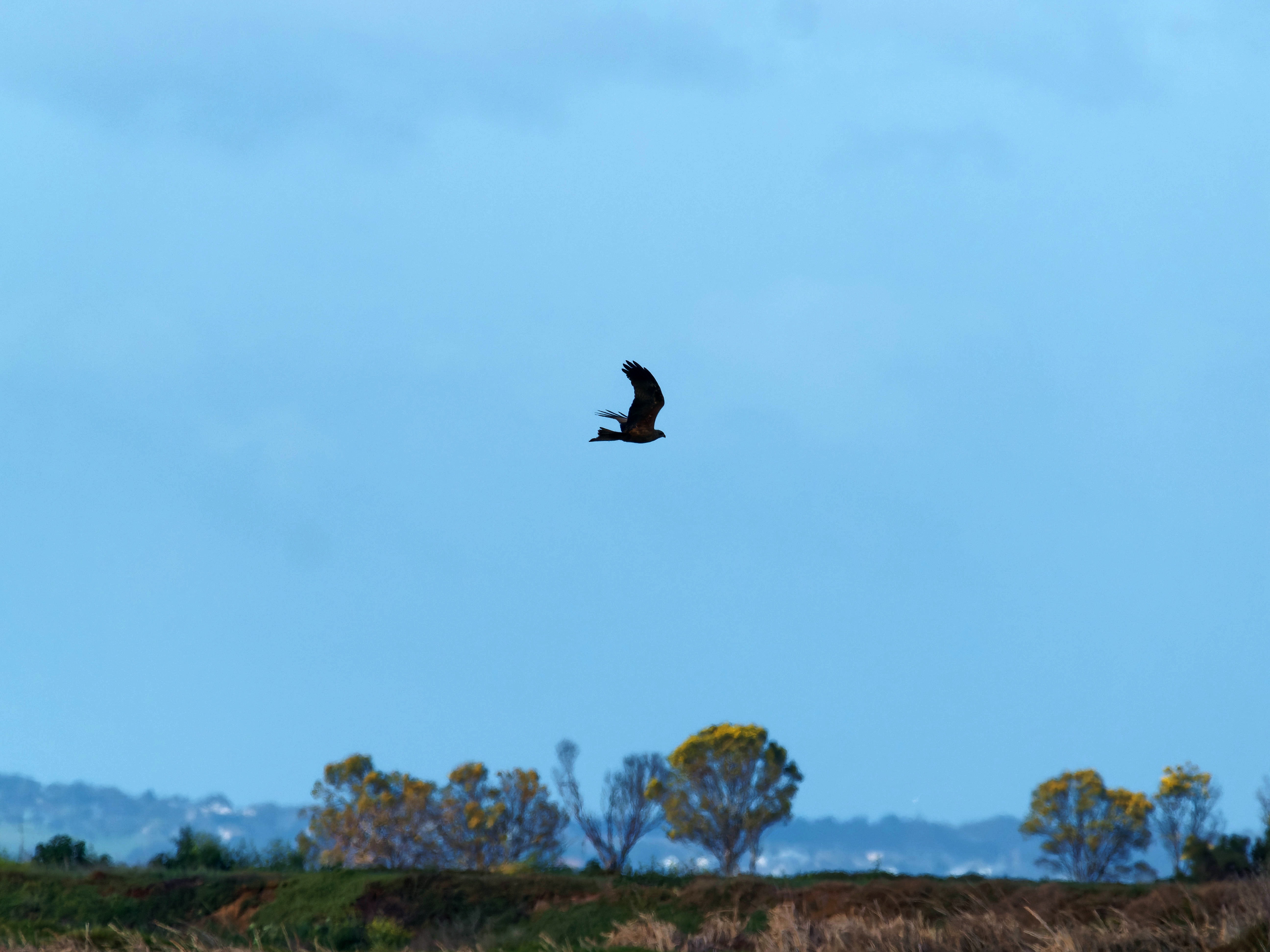 https://lemis.nyc3.digitaloceanspaces.com/grog/Photos/20250917/big/Birding-74.jpeg