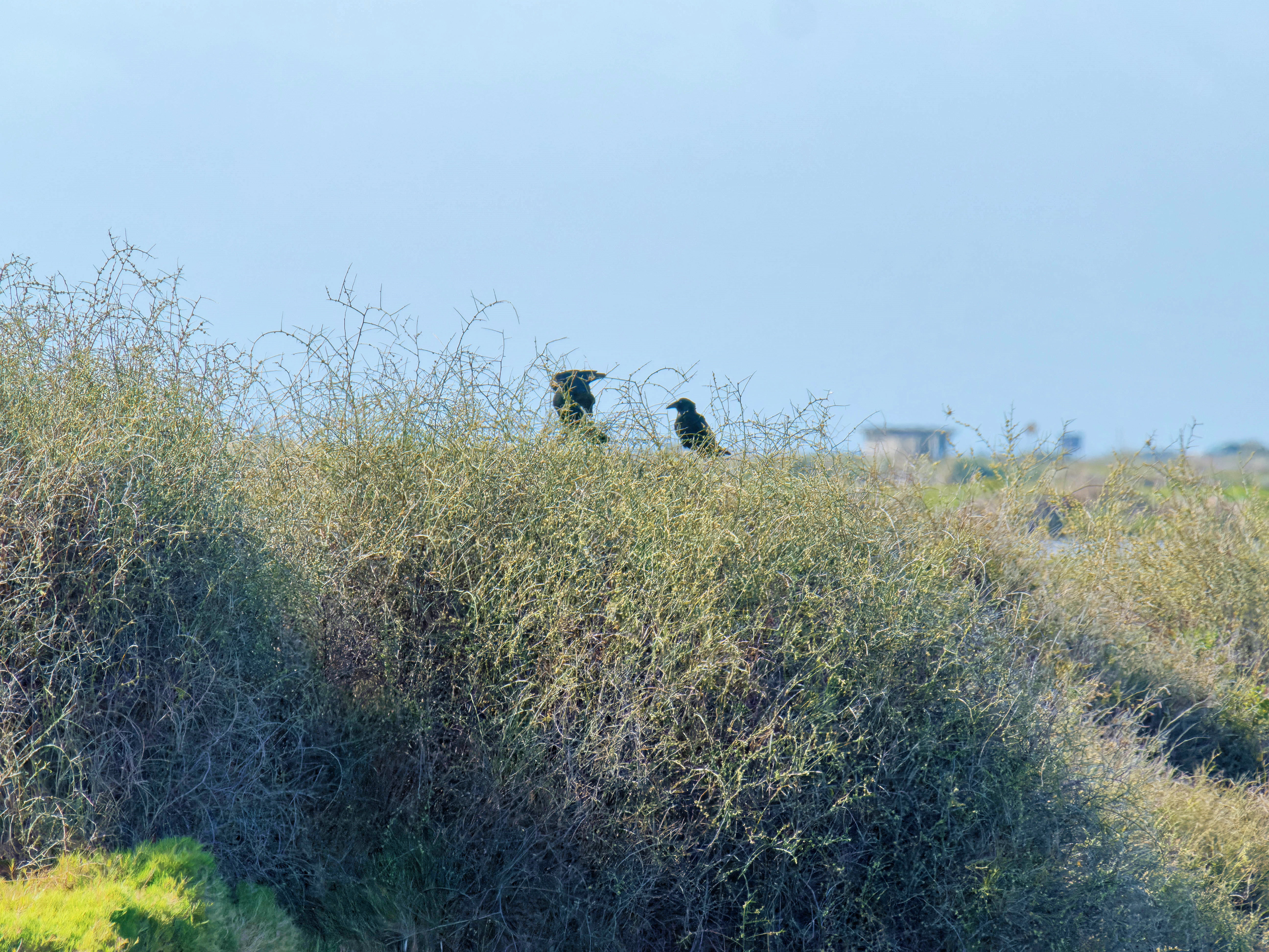 https://lemis.nyc3.digitaloceanspaces.com/grog/Photos/20250917/big/Birding-77.jpeg
