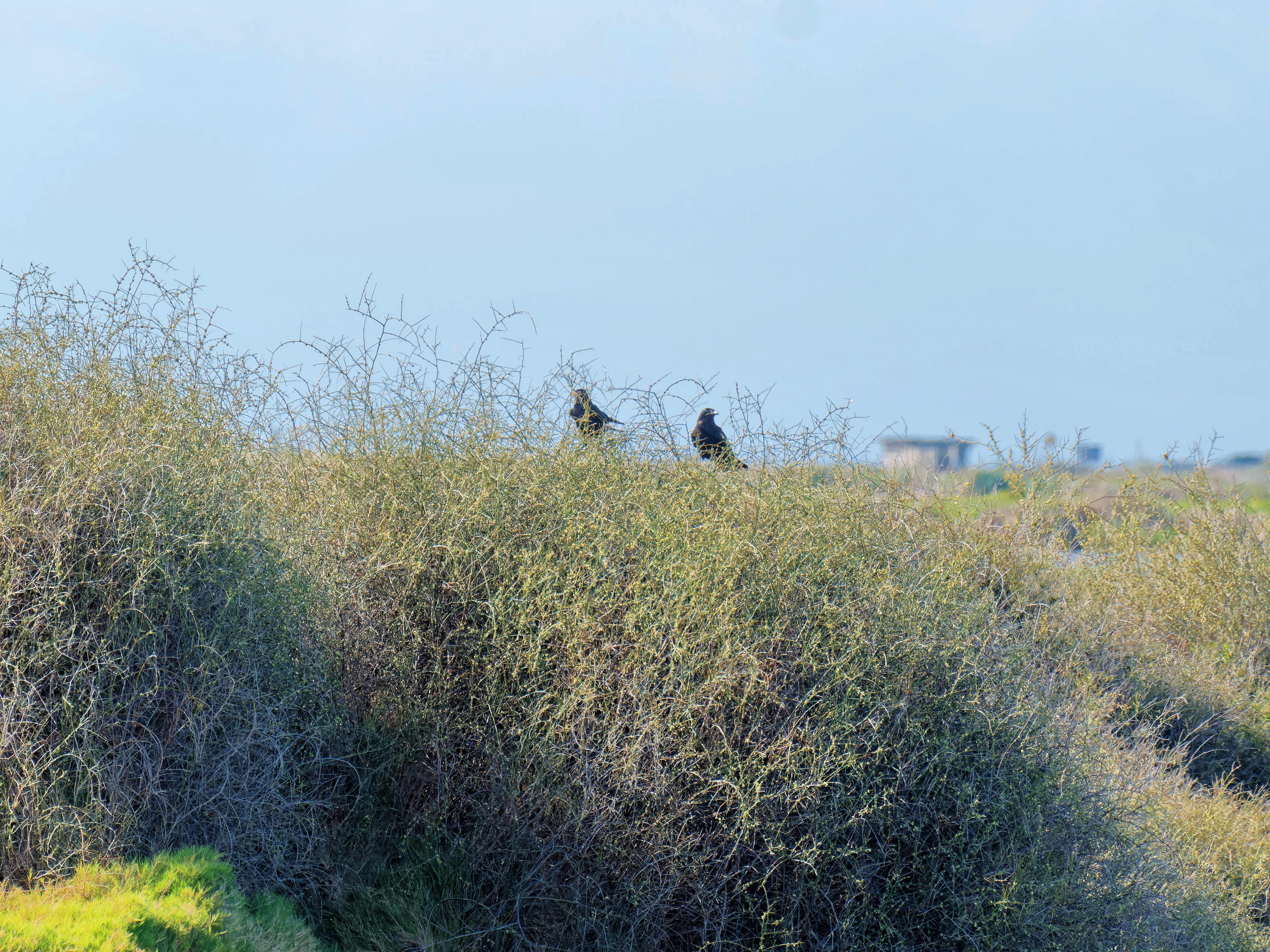 https://lemis.nyc3.digitaloceanspaces.com/grog/Photos/20250917/big/Birding-78.jpeg