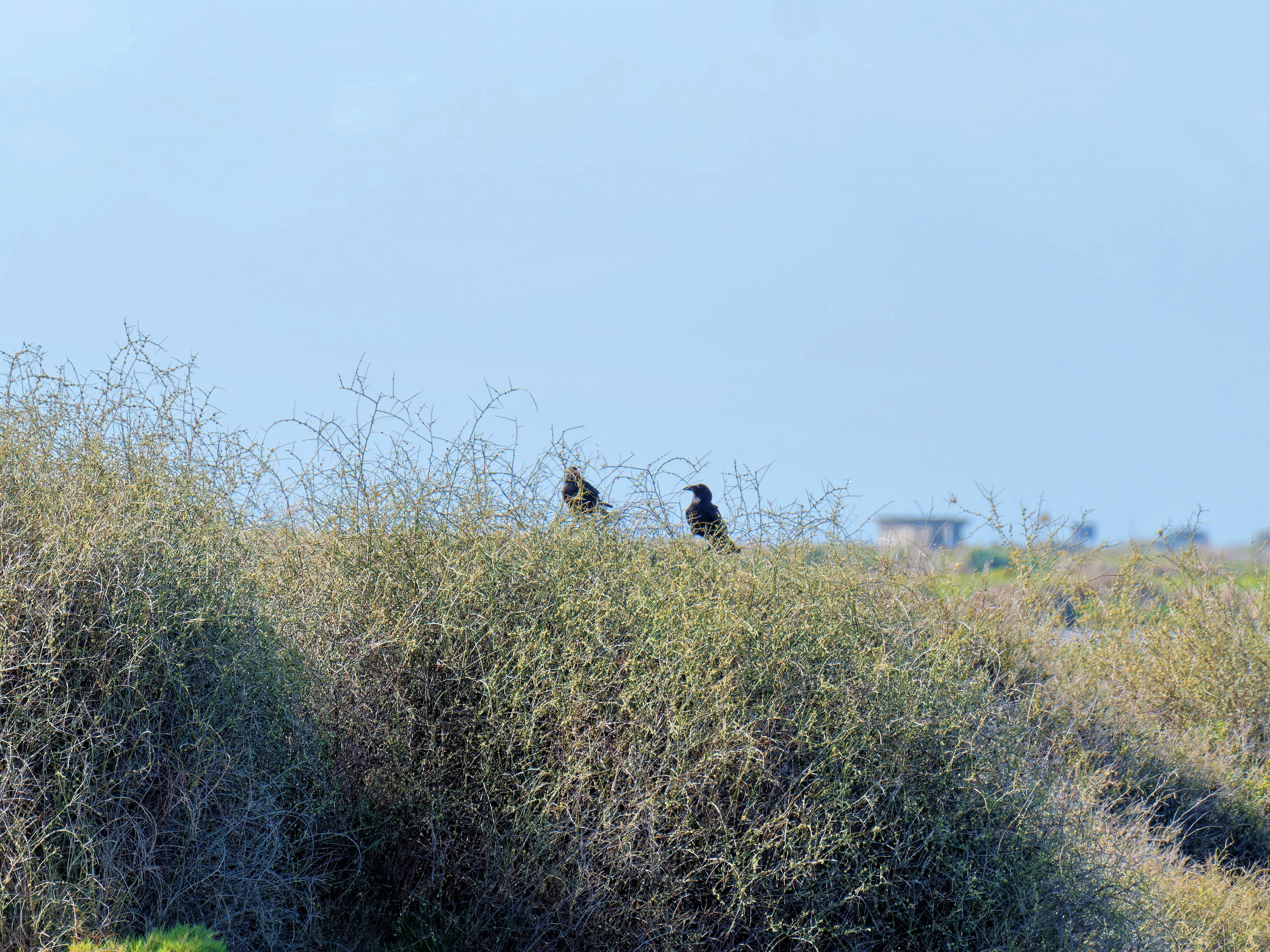 https://lemis.nyc3.digitaloceanspaces.com/grog/Photos/20250917/big/Birding-79.jpeg