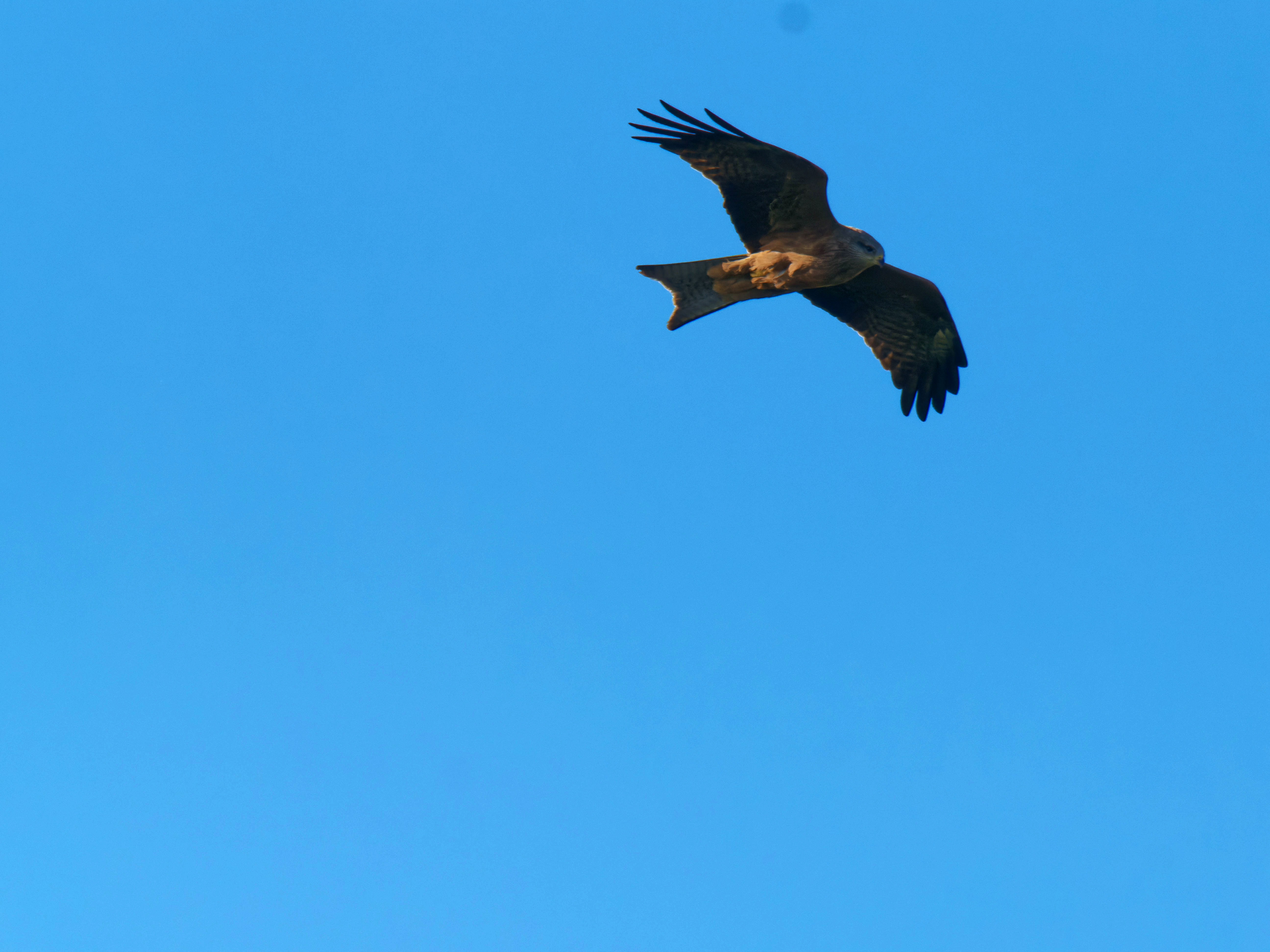 https://lemis.nyc3.digitaloceanspaces.com/grog/Photos/20250917/big/Birding-8.jpeg