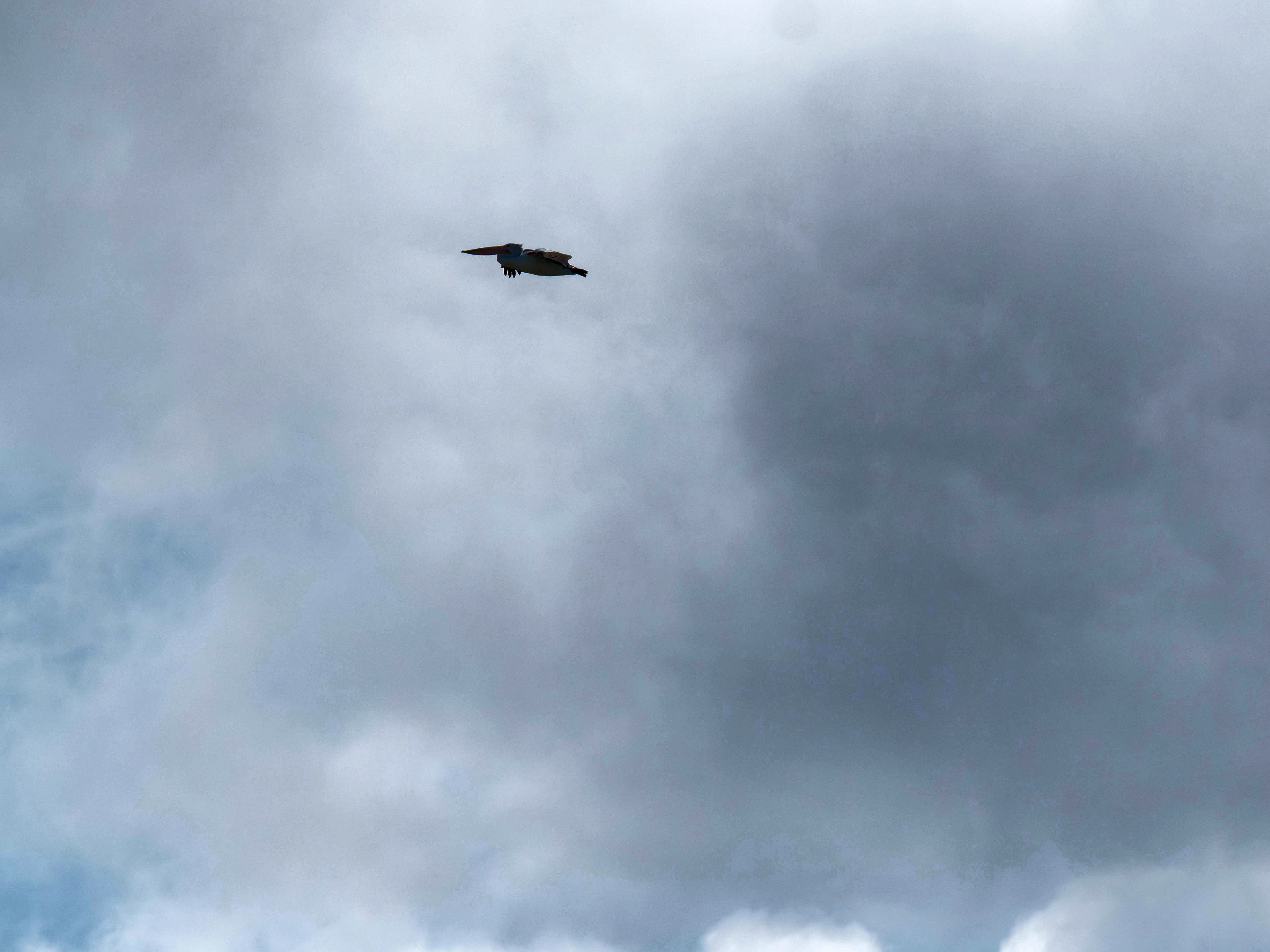 https://lemis.nyc3.digitaloceanspaces.com/grog/Photos/20250917/big/Birding-82.jpeg
