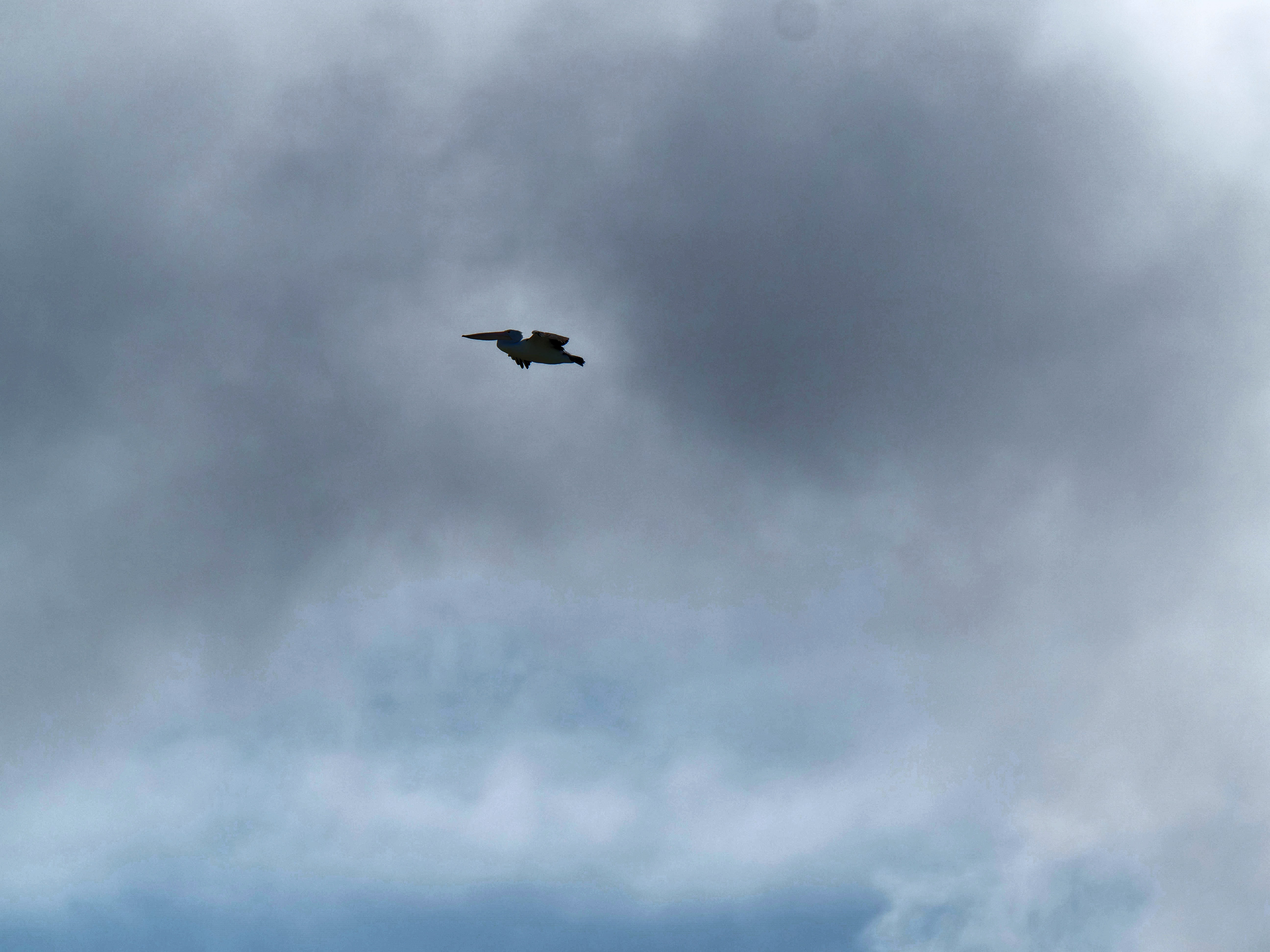 https://lemis.nyc3.digitaloceanspaces.com/grog/Photos/20250917/big/Birding-83.jpeg