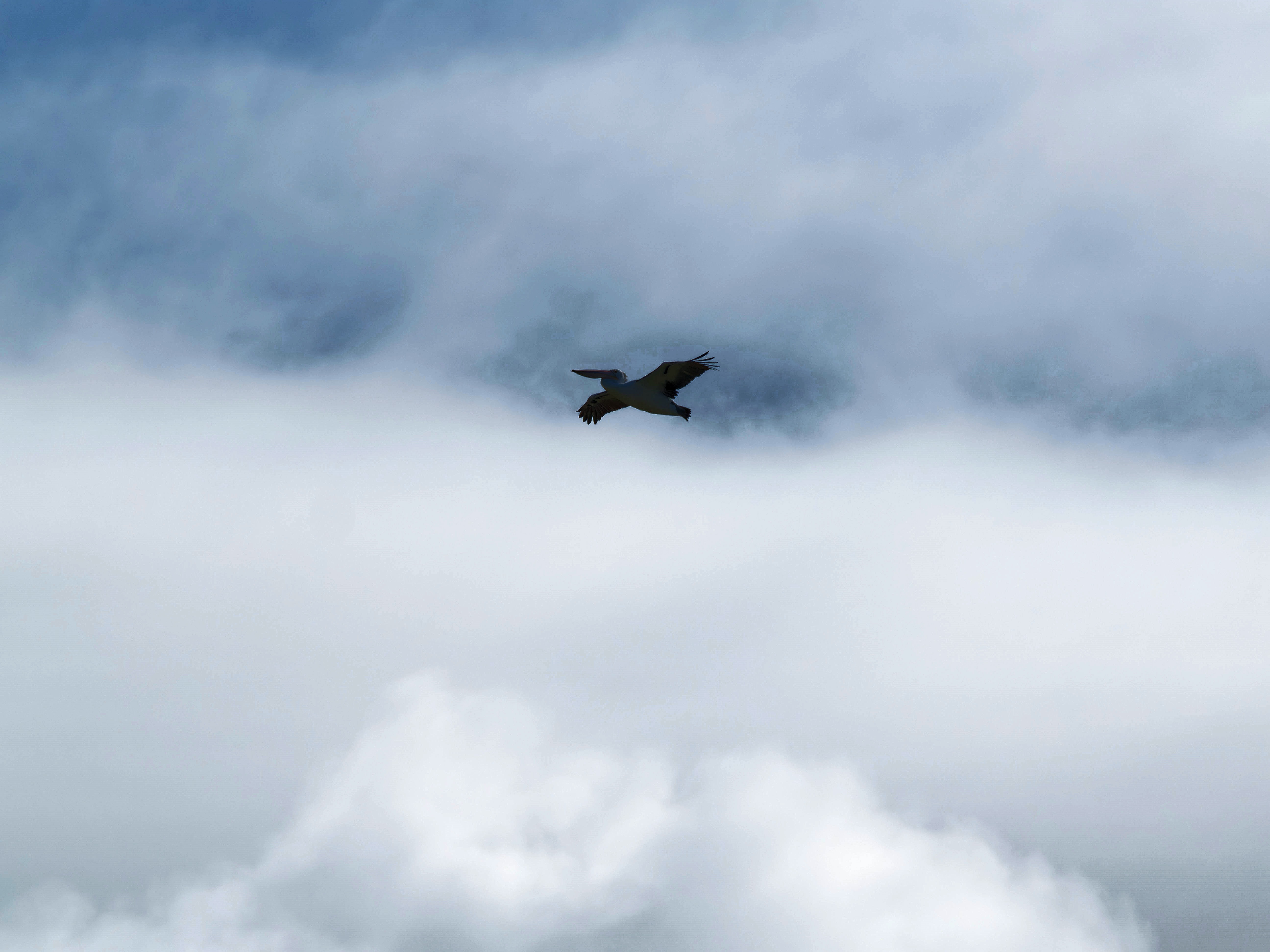 https://lemis.nyc3.digitaloceanspaces.com/grog/Photos/20250917/big/Birding-86.jpeg