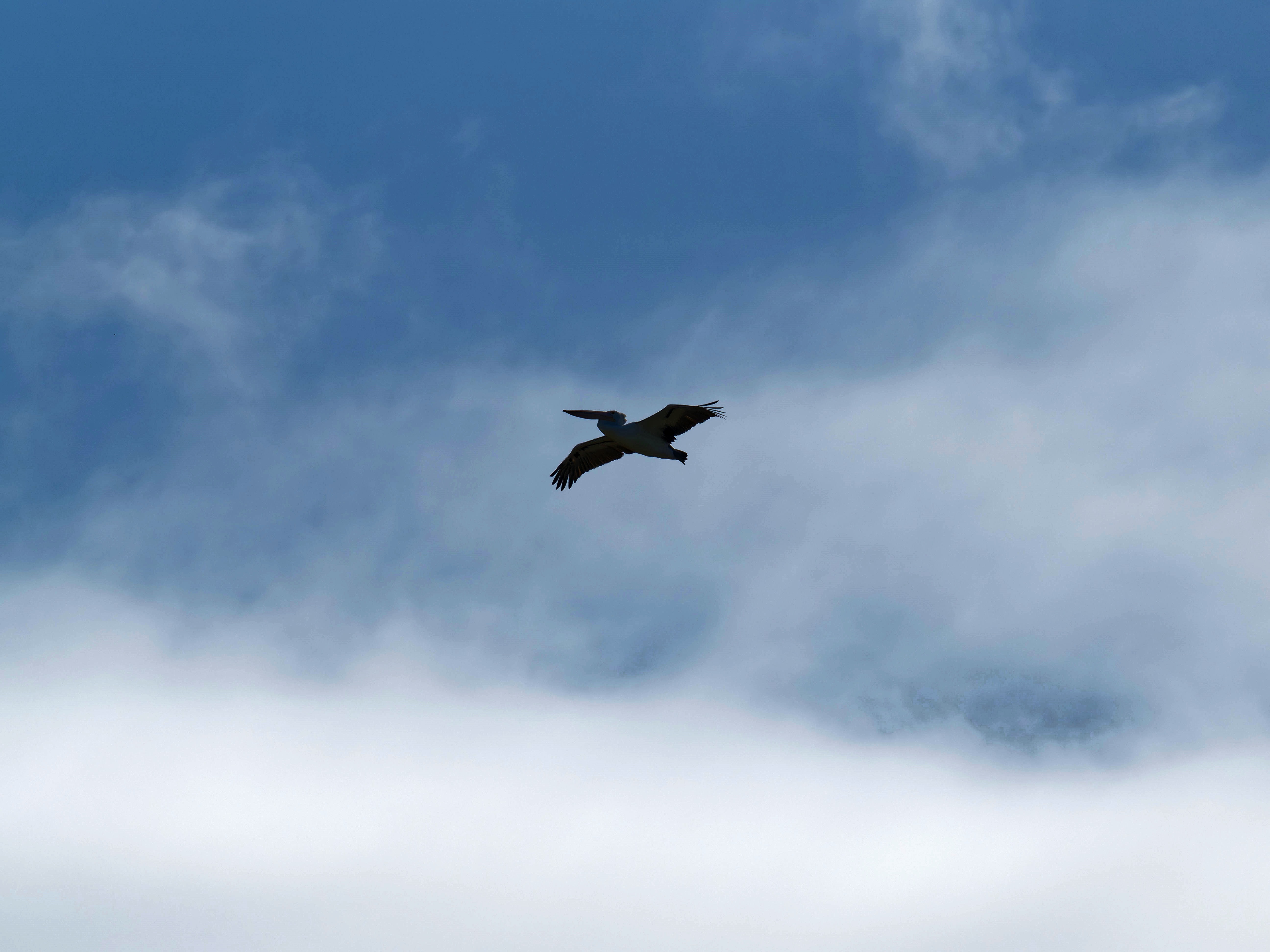https://lemis.nyc3.digitaloceanspaces.com/grog/Photos/20250917/big/Birding-87.jpeg