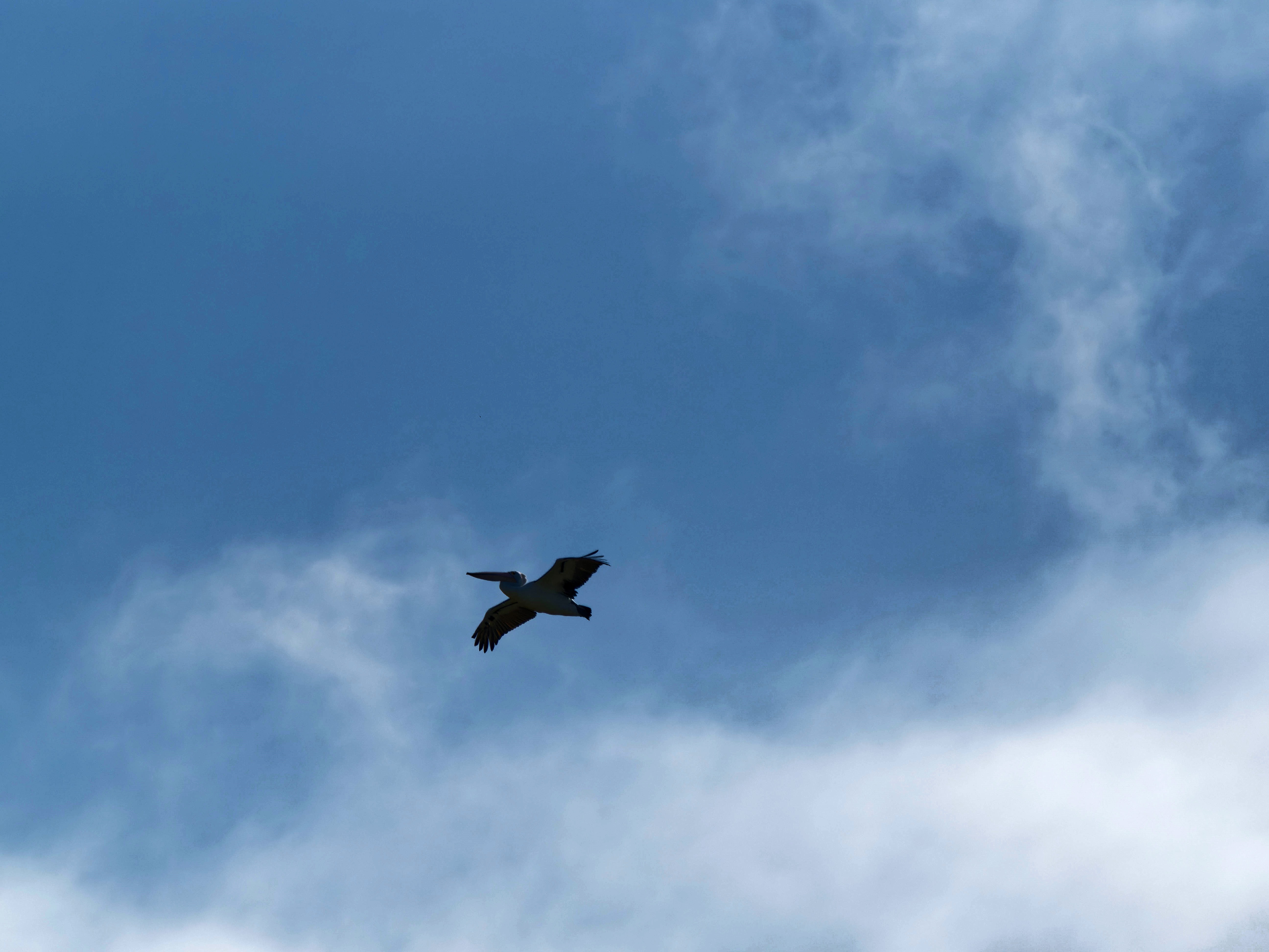 https://lemis.nyc3.digitaloceanspaces.com/grog/Photos/20250917/big/Birding-88.jpeg