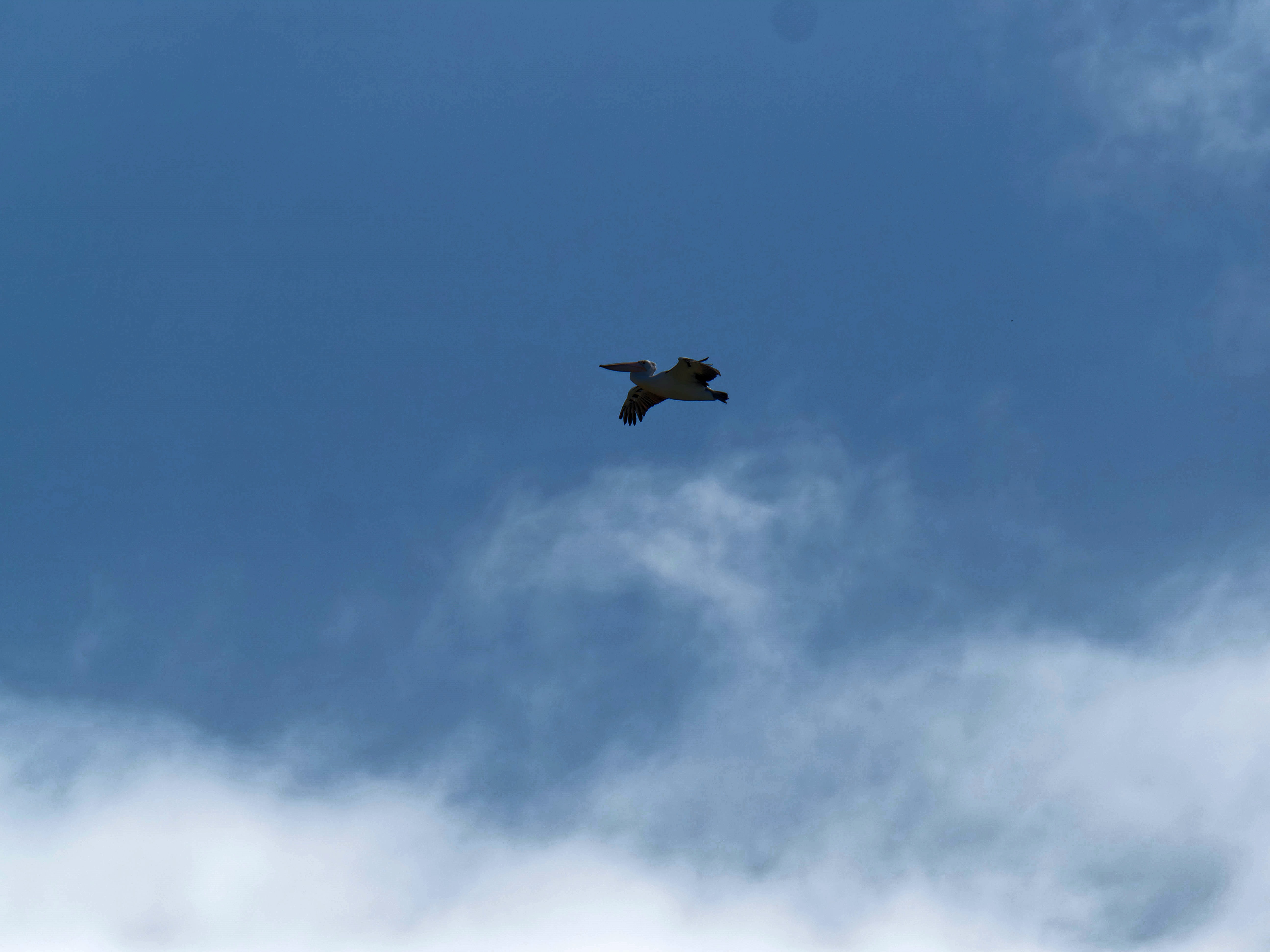 https://lemis.nyc3.digitaloceanspaces.com/grog/Photos/20250917/big/Birding-89.jpeg