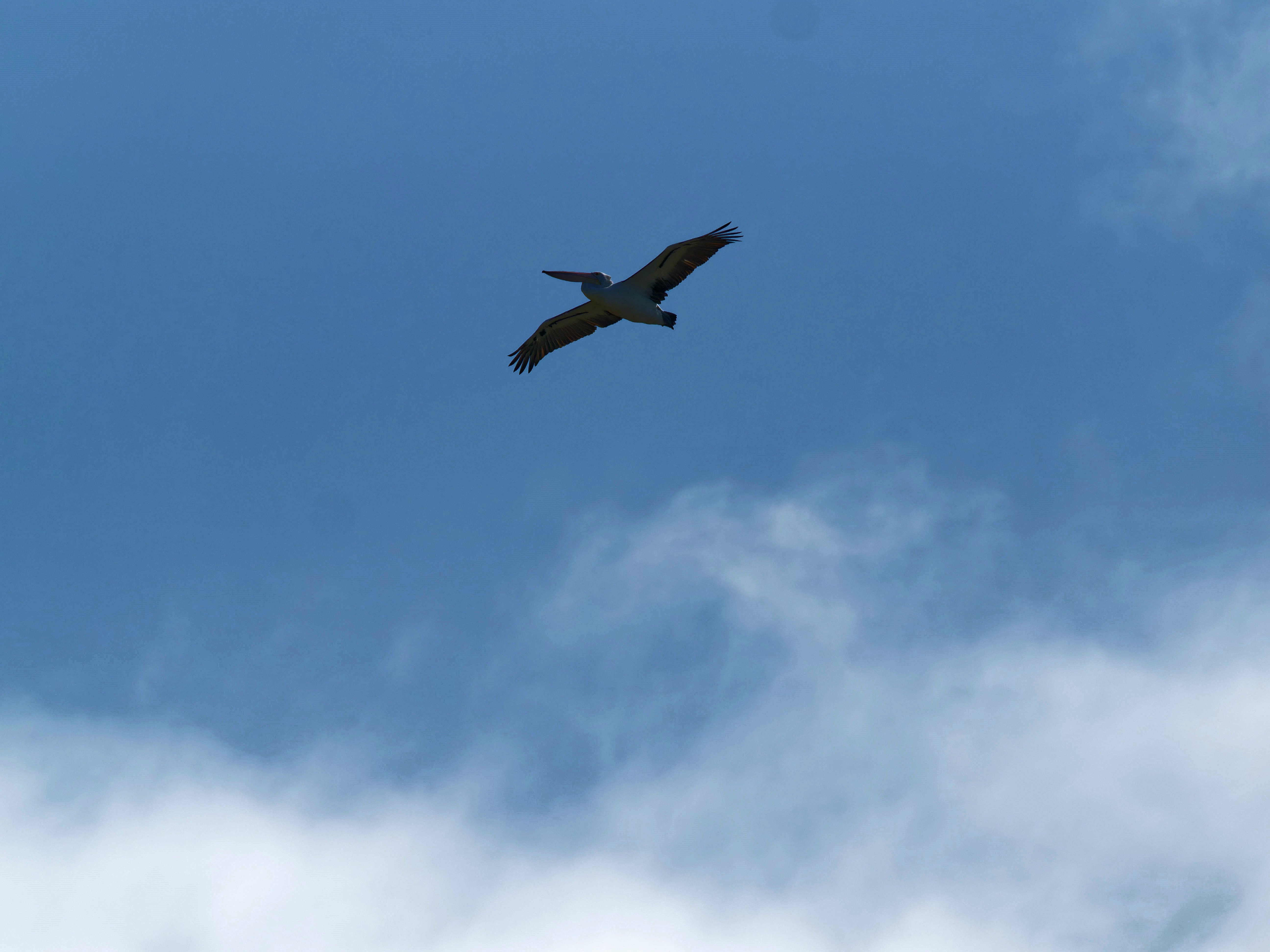 https://lemis.nyc3.digitaloceanspaces.com/grog/Photos/20250917/big/Birding-93.jpeg