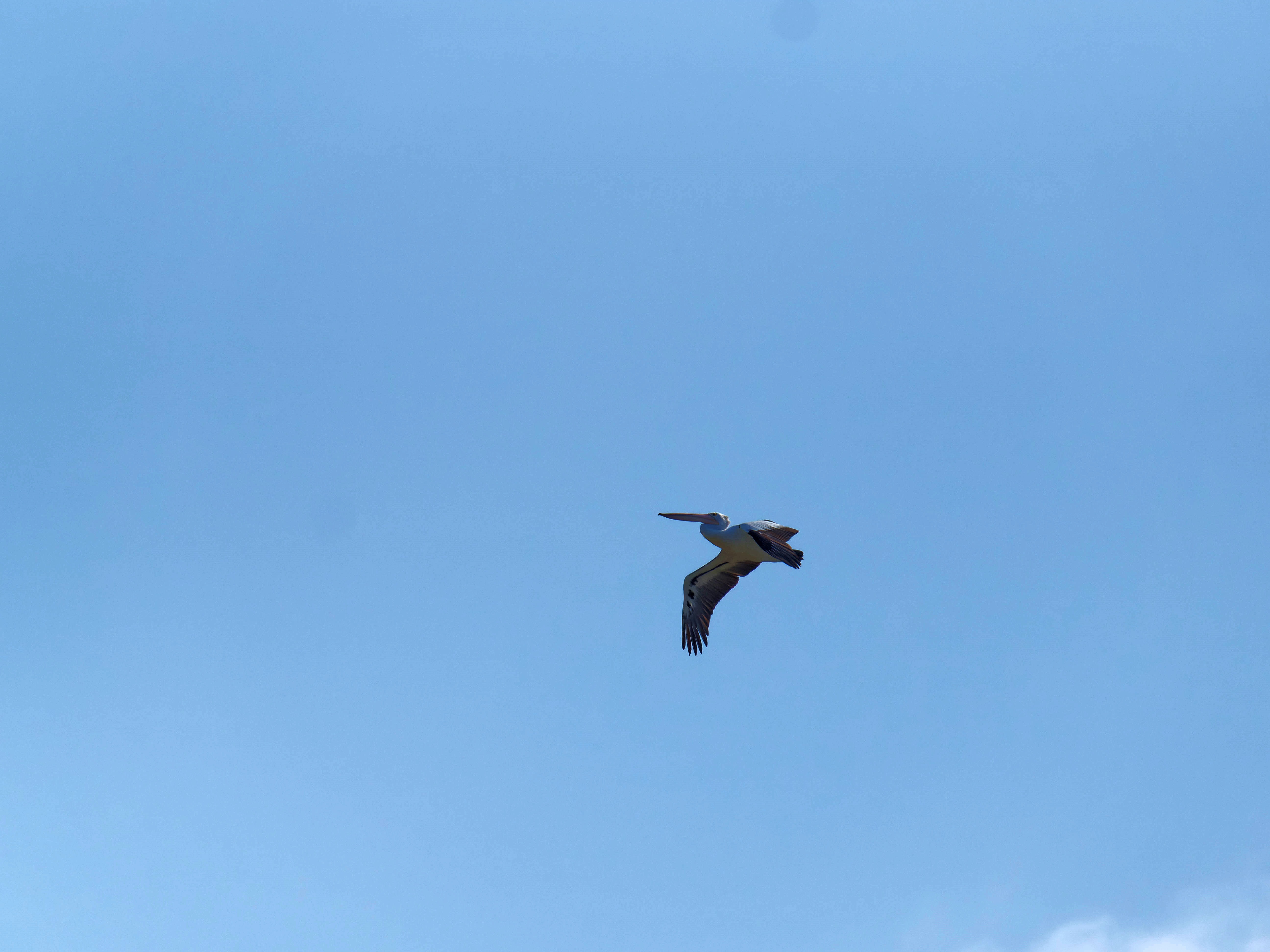 https://lemis.nyc3.digitaloceanspaces.com/grog/Photos/20250917/big/Birding-94.jpeg
