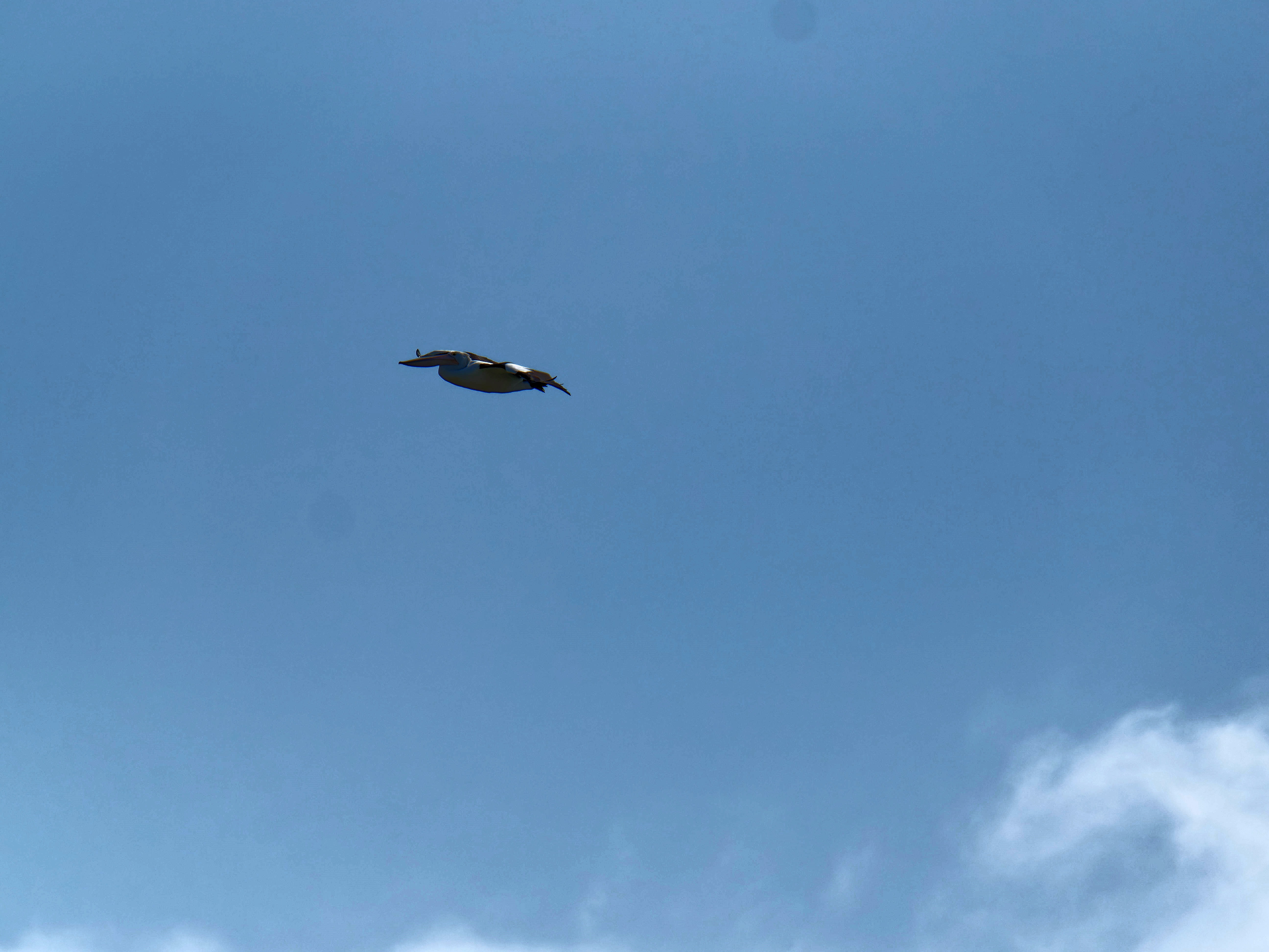 https://lemis.nyc3.digitaloceanspaces.com/grog/Photos/20250917/big/Birding-95.jpeg