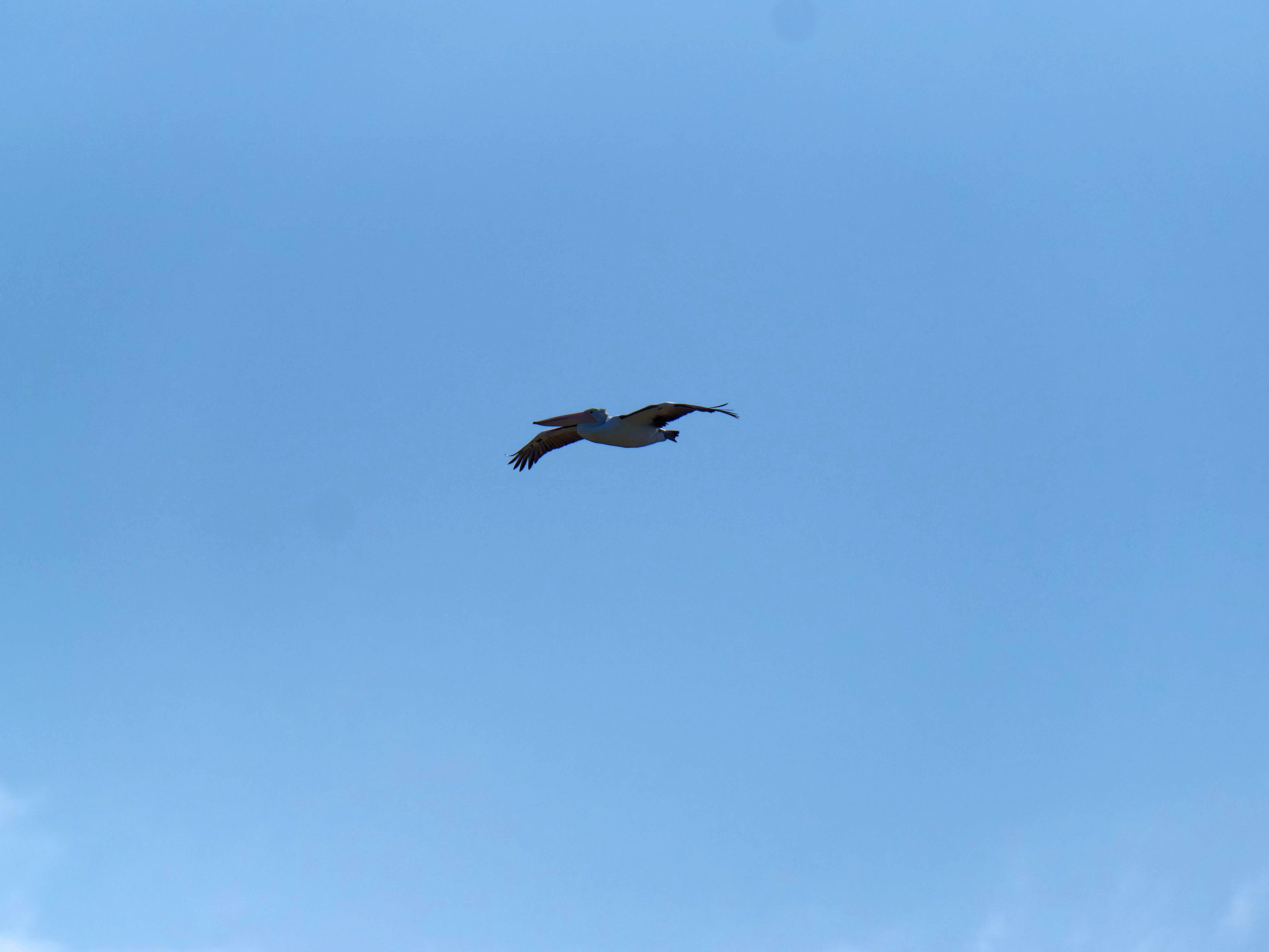 https://lemis.nyc3.digitaloceanspaces.com/grog/Photos/20250917/big/Birding-96.jpeg