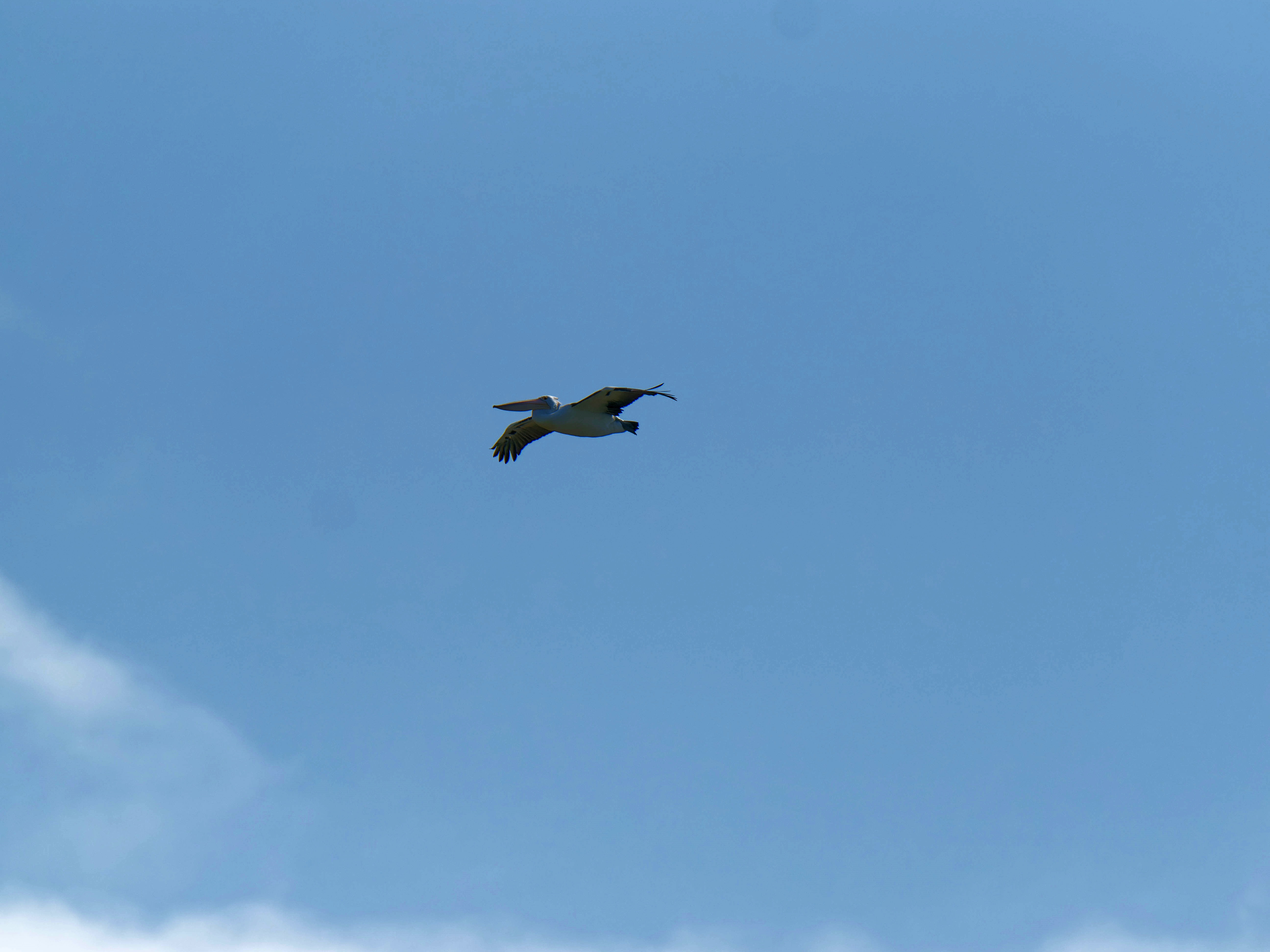 https://lemis.nyc3.digitaloceanspaces.com/grog/Photos/20250917/big/Birding-97.jpeg