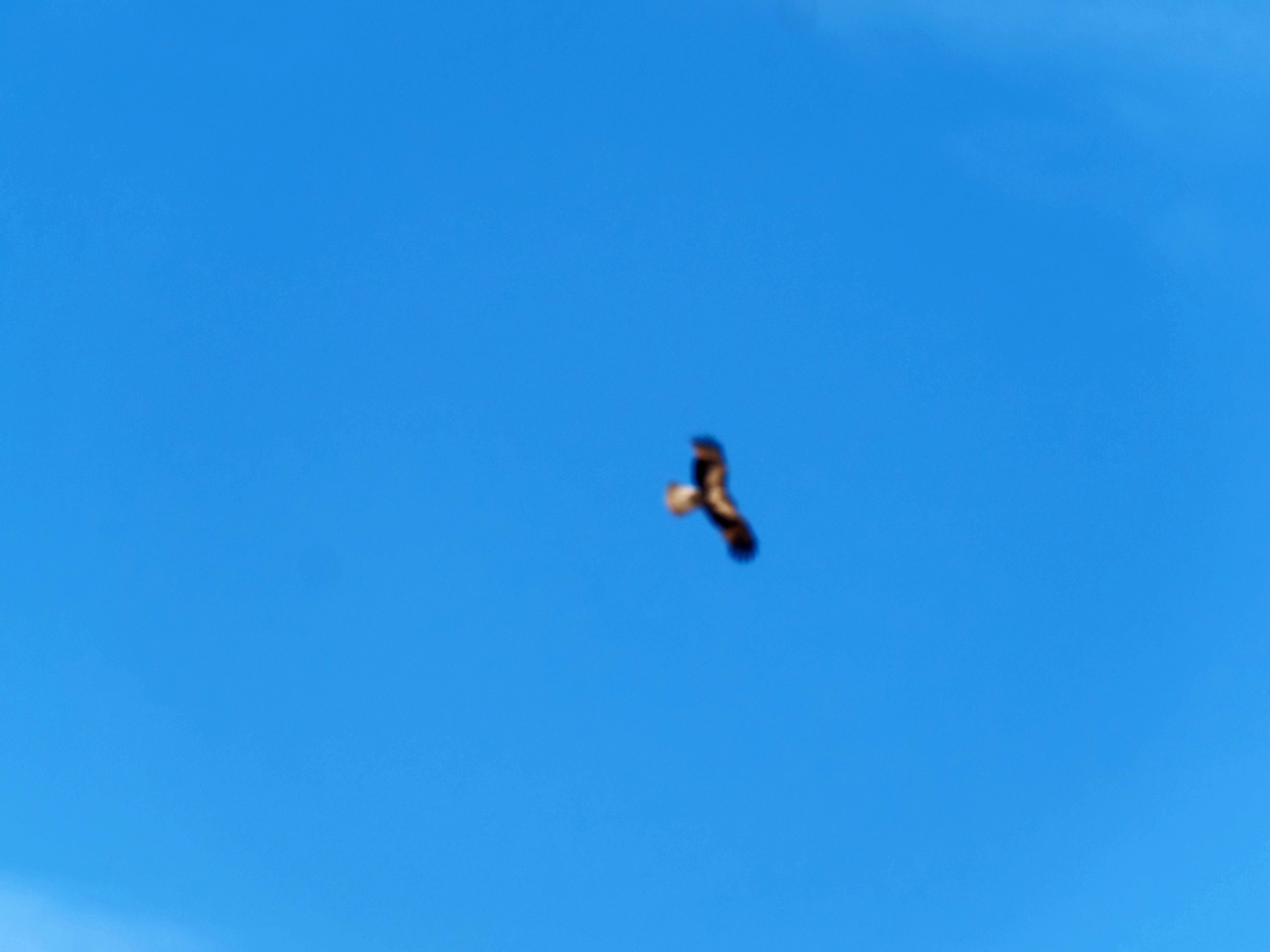 https://lemis.nyc3.digitaloceanspaces.com/grog/Photos/20250917/big/Birding-98.jpeg