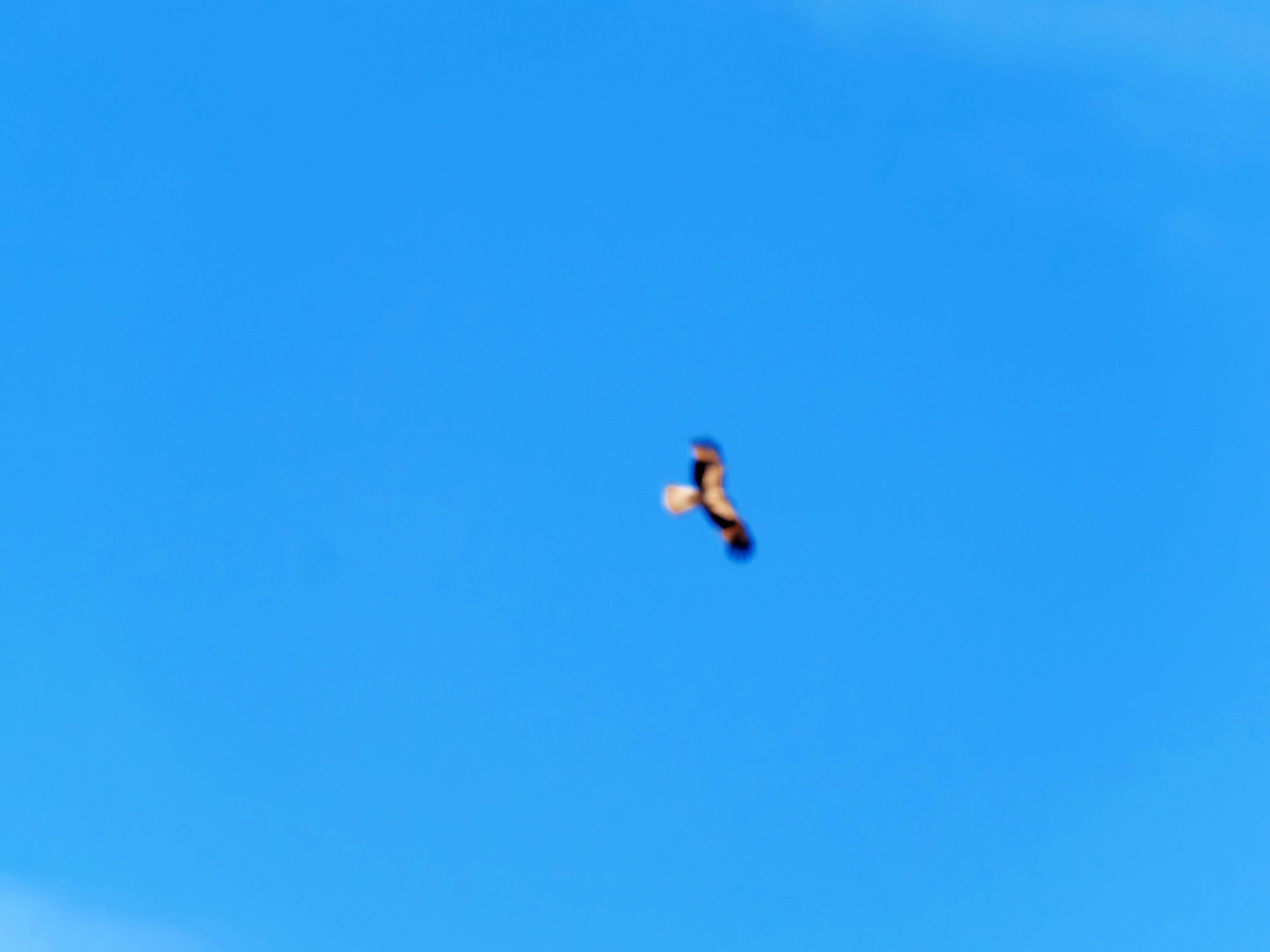 https://lemis.nyc3.digitaloceanspaces.com/grog/Photos/20250917/big/Birding-99.jpeg