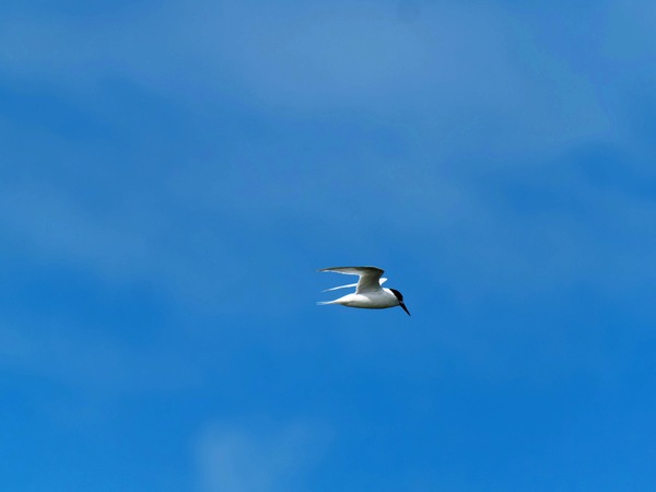 https://lemis.nyc3.digitaloceanspaces.com/grog/Photos/20250917/small/Birding-173.jpeg