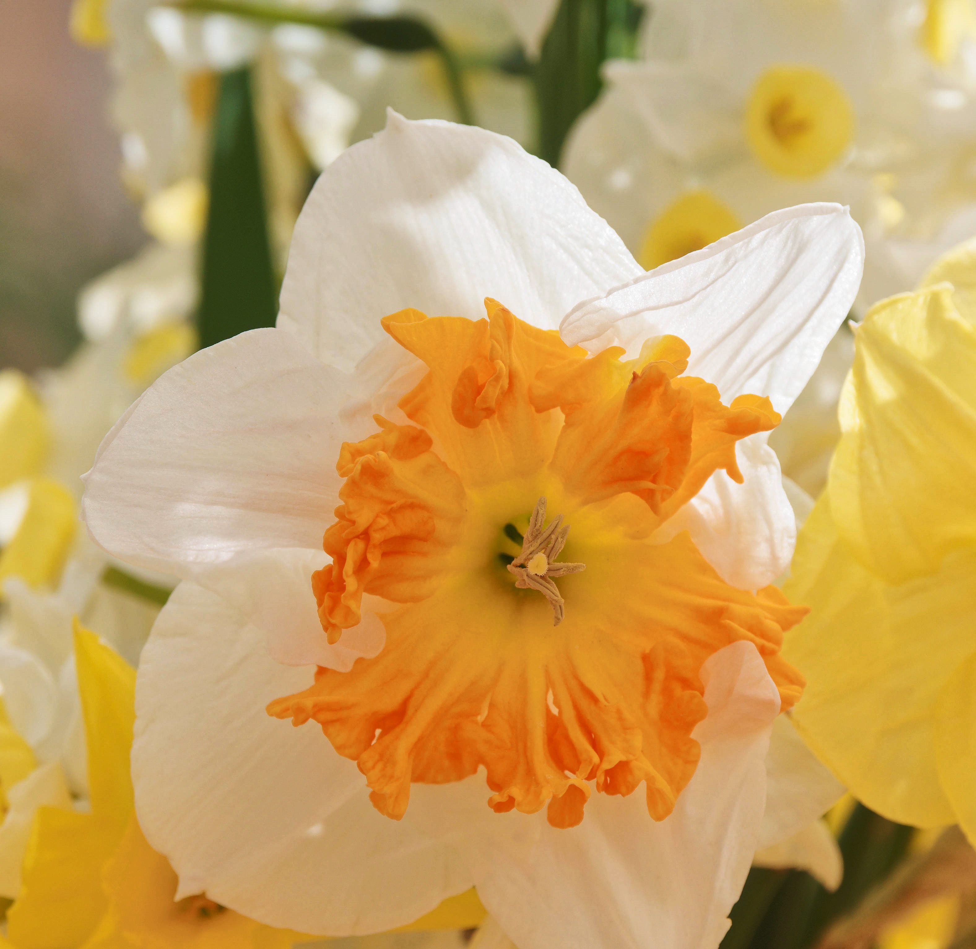 https://lemis.nyc3.digitaloceanspaces.com/grog/Photos/20250918/big/Narcissus-1.jpeg