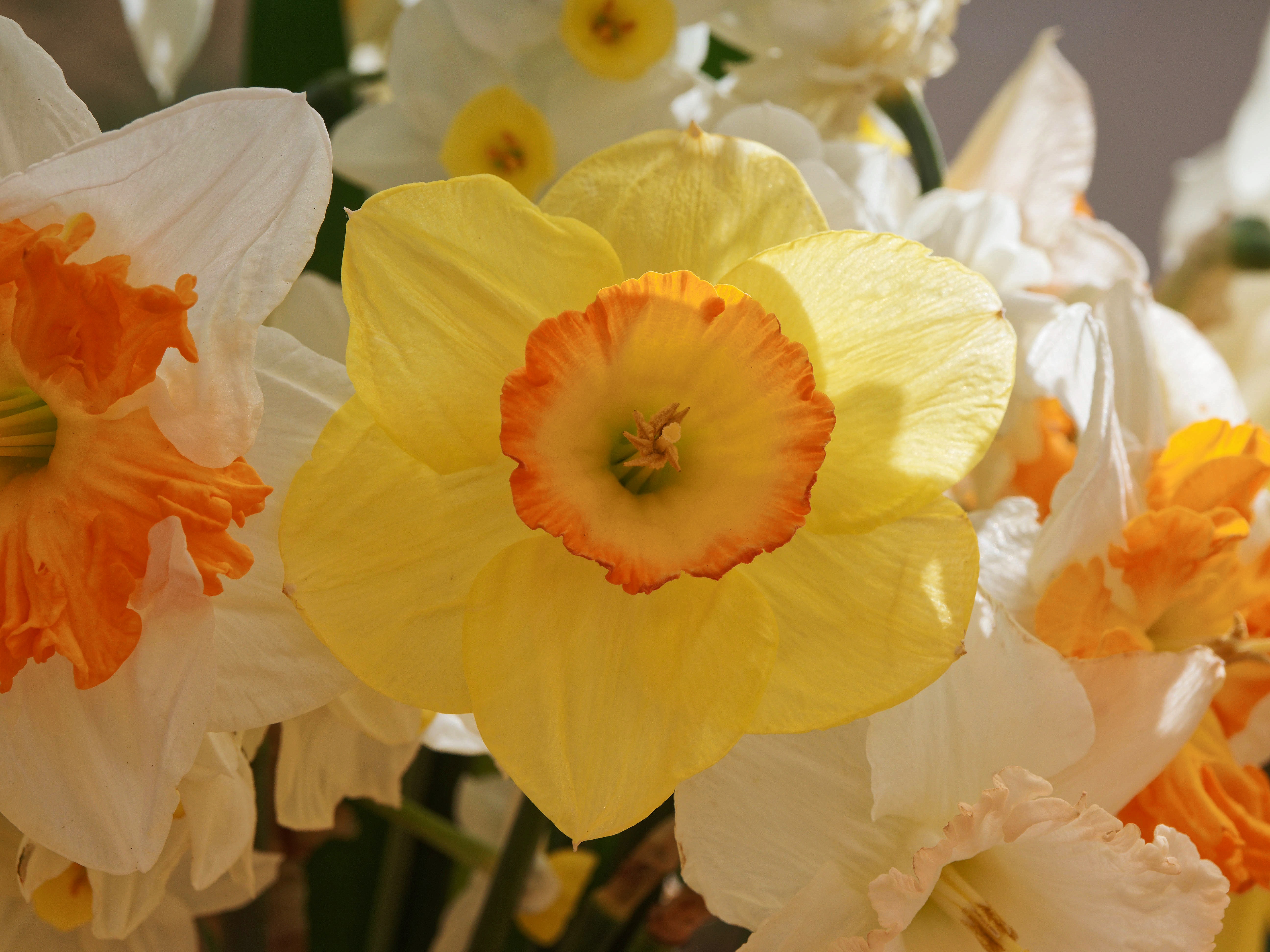 https://lemis.nyc3.digitaloceanspaces.com/grog/Photos/20250918/big/Narcissus-3.jpeg