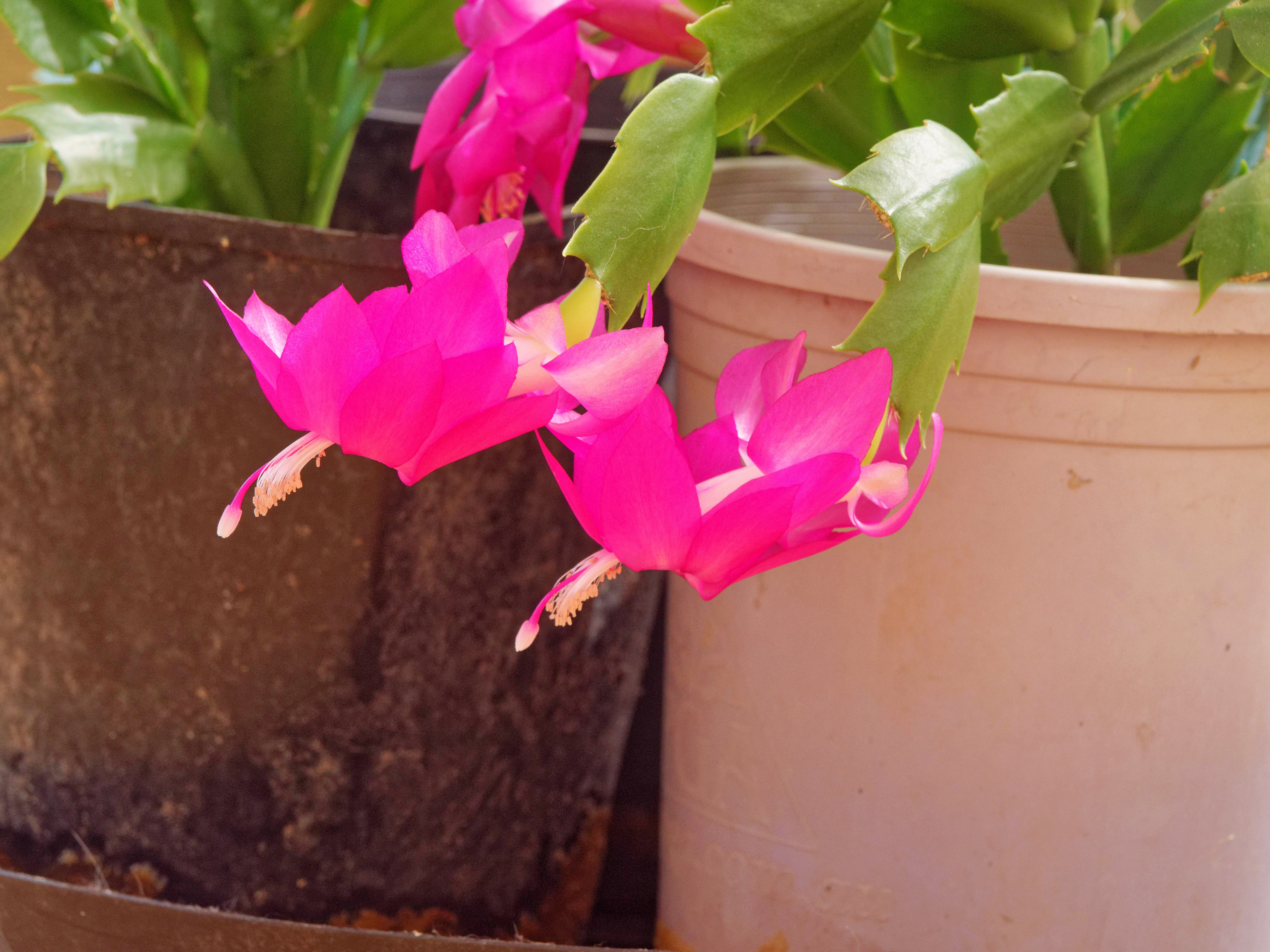 https://lemis.nyc3.digitaloceanspaces.com/grog/Photos/20250918/big/Schlumbergera-1.jpeg