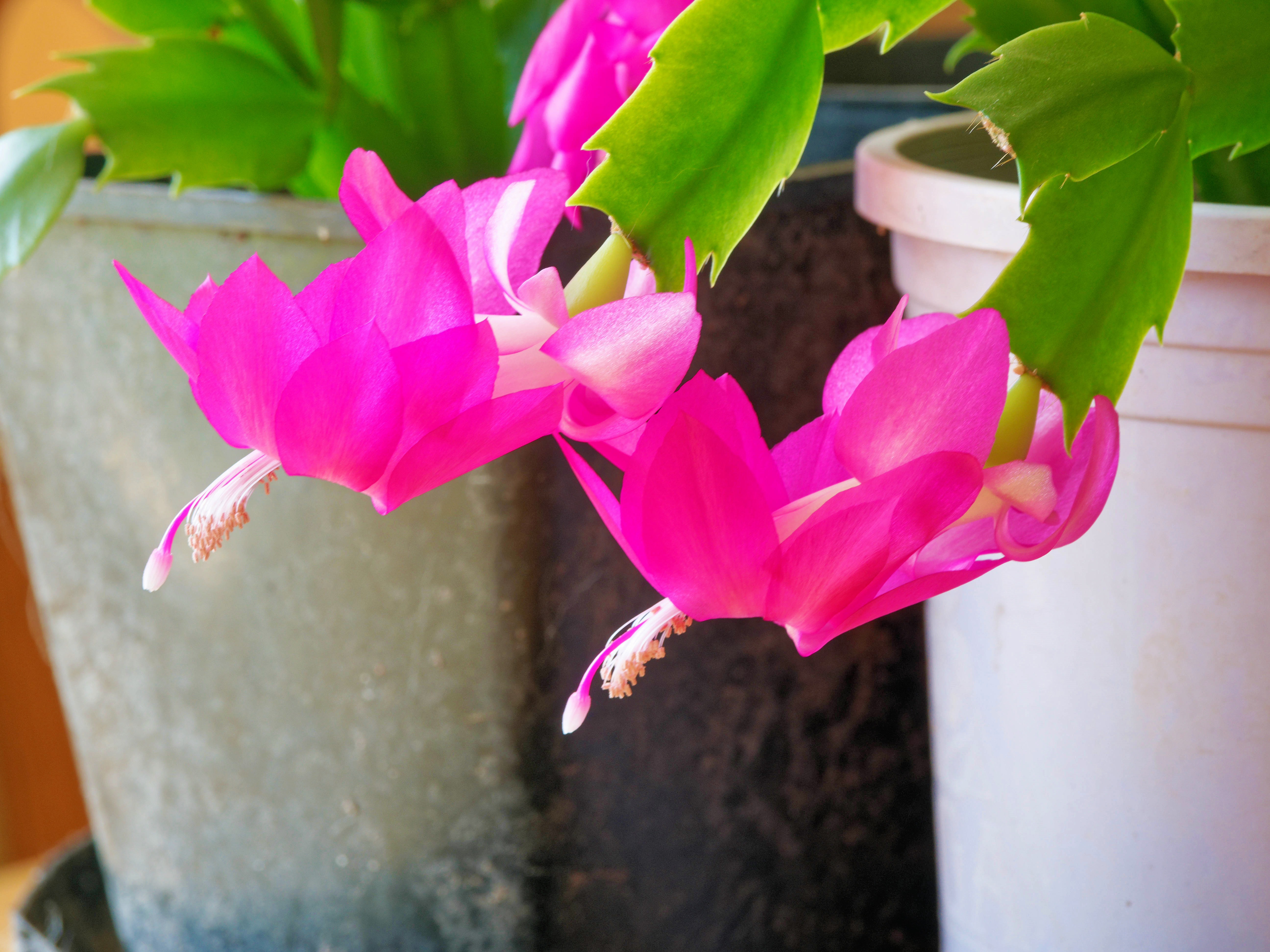 https://lemis.nyc3.digitaloceanspaces.com/grog/Photos/20250918/big/Schlumbergera-2.jpeg
