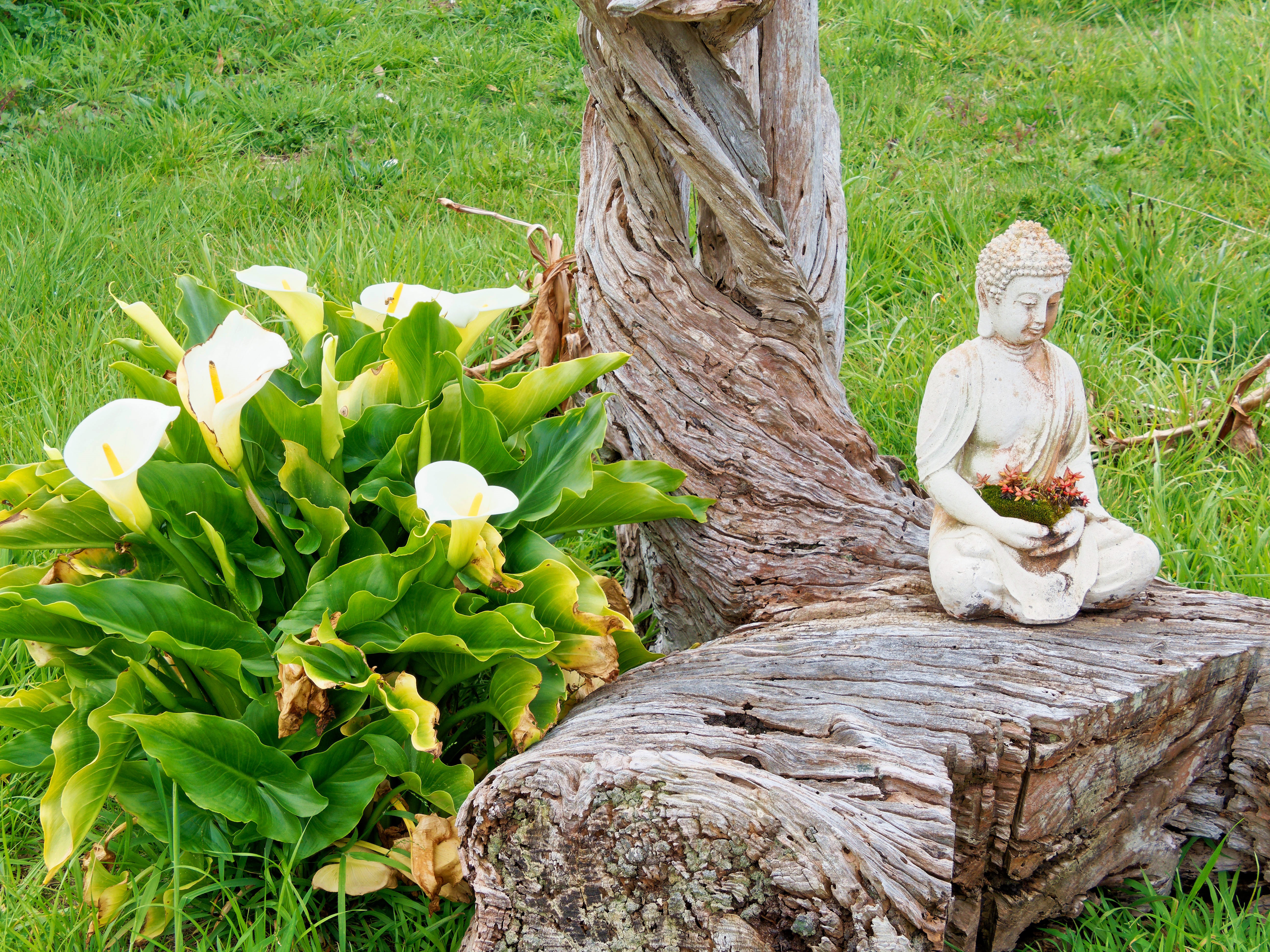 https://lemis.nyc3.digitaloceanspaces.com/grog/Photos/20250923/big/Arum-Buddha.jpeg