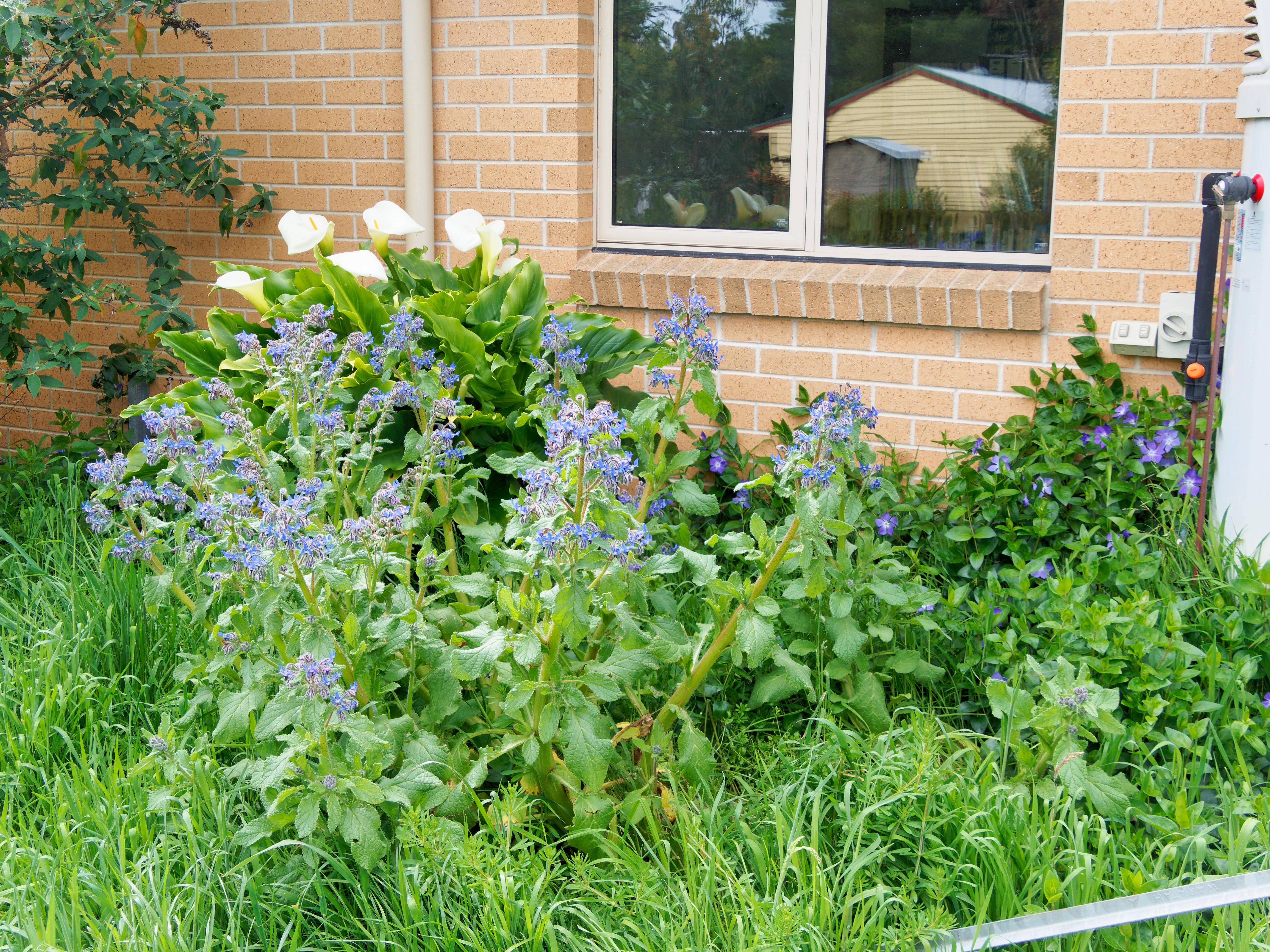 https://lemis.nyc3.digitaloceanspaces.com/grog/Photos/20250923/big/Borage.jpeg