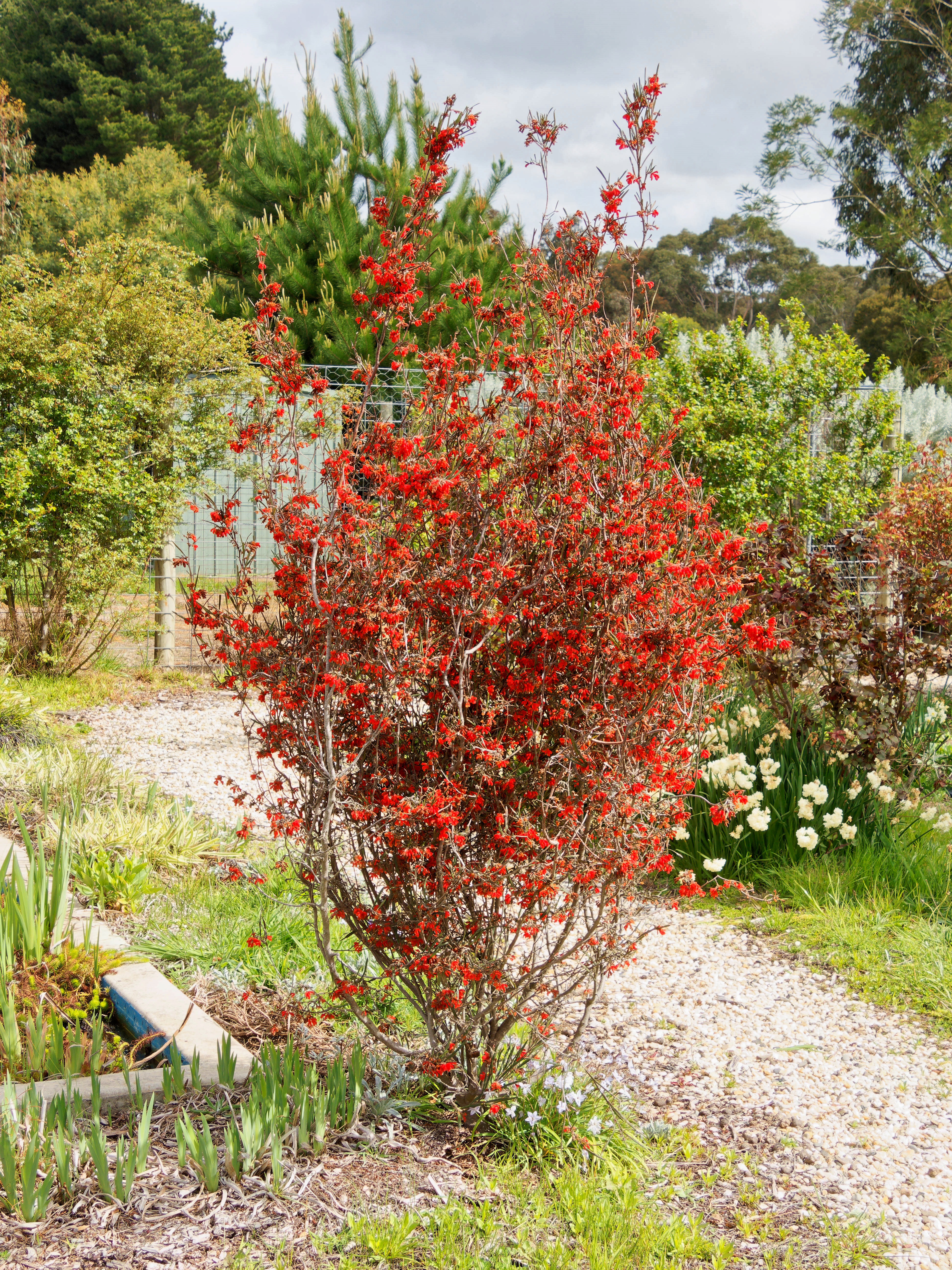 https://lemis.nyc3.digitaloceanspaces.com/grog/Photos/20250923/big/Grevillea-1.jpeg