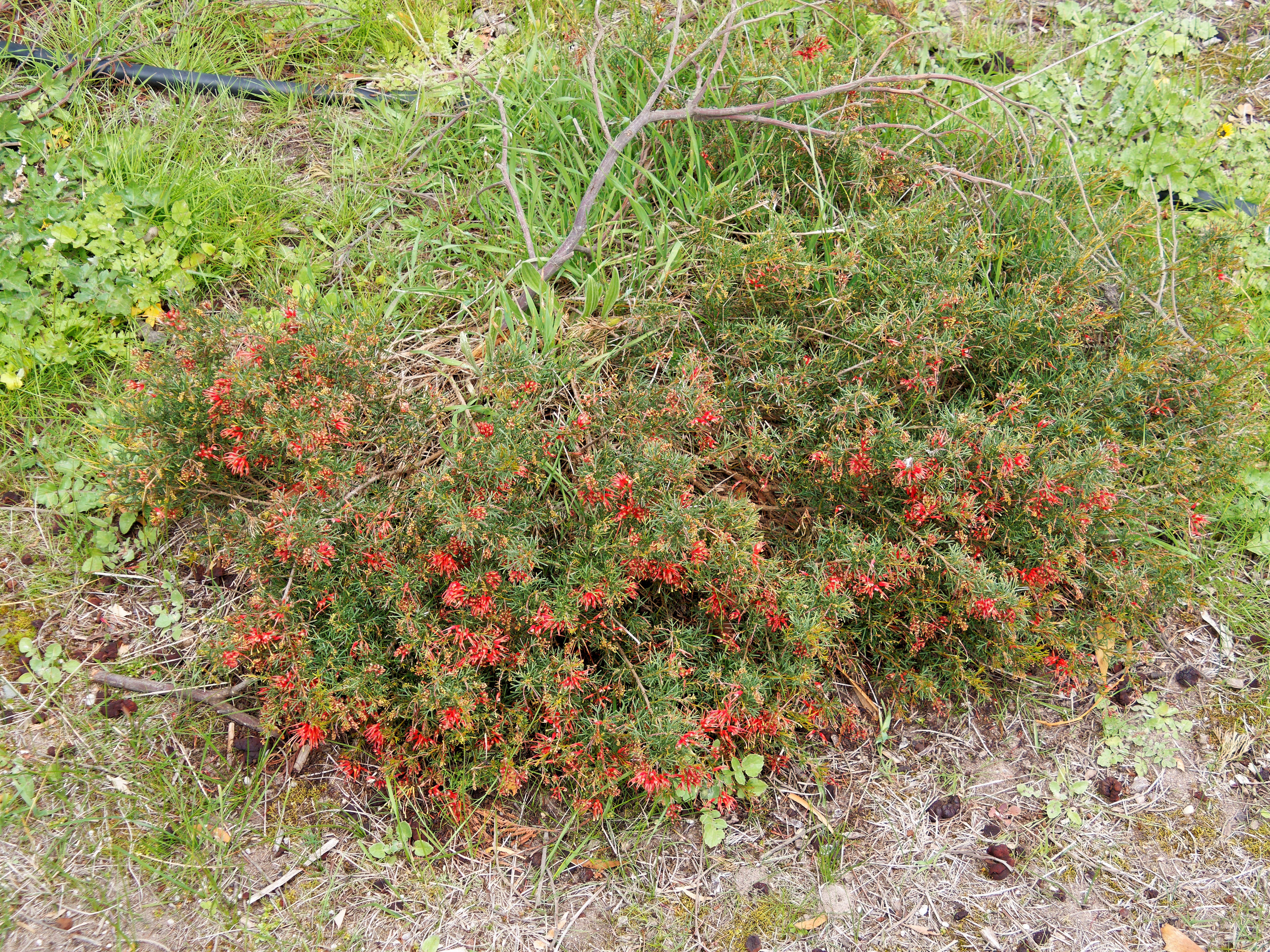 https://lemis.nyc3.digitaloceanspaces.com/grog/Photos/20250923/big/Grevillea-2.jpeg