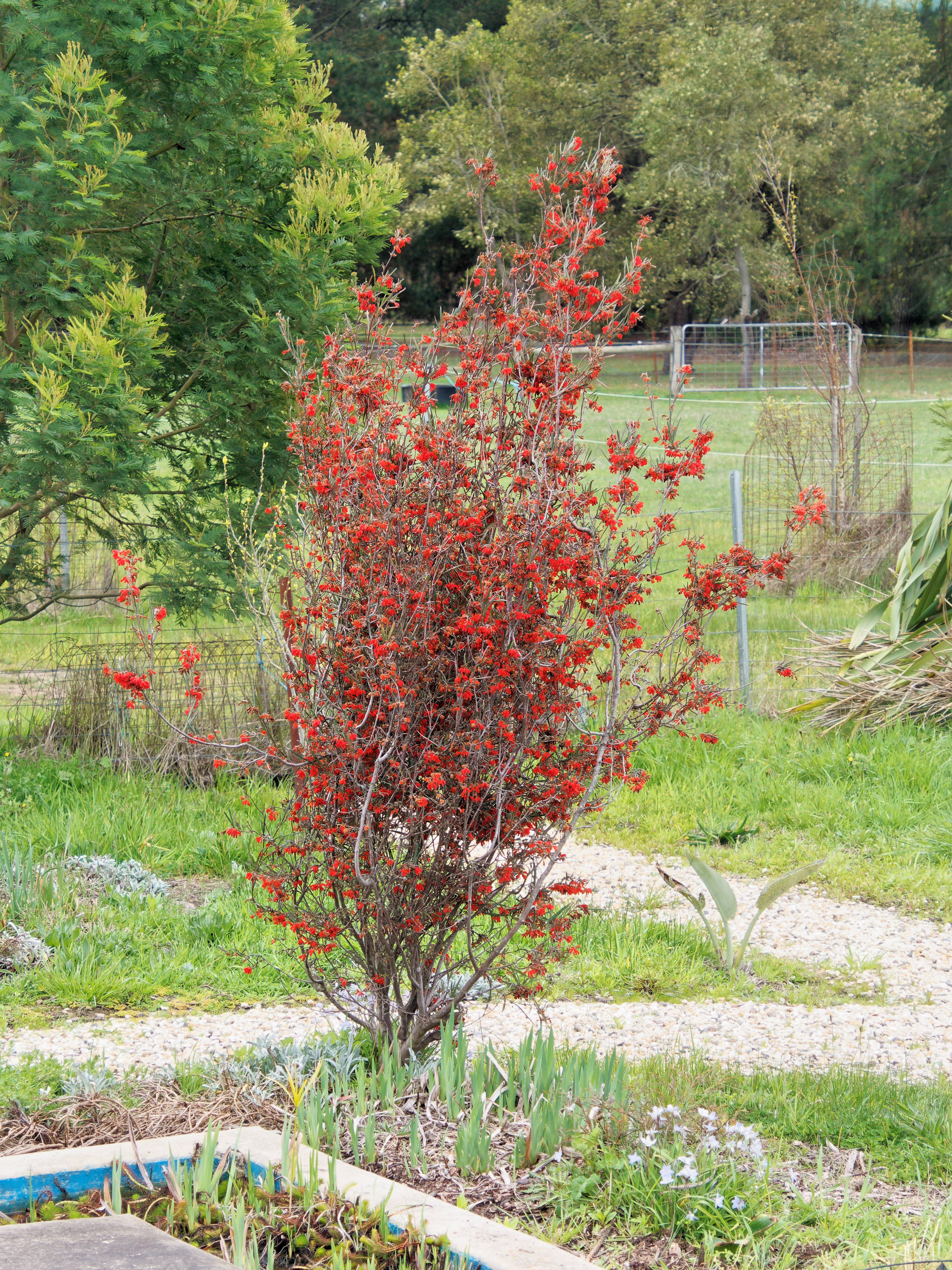 https://lemis.nyc3.digitaloceanspaces.com/grog/Photos/20250923/big/Grevillea-3.jpeg