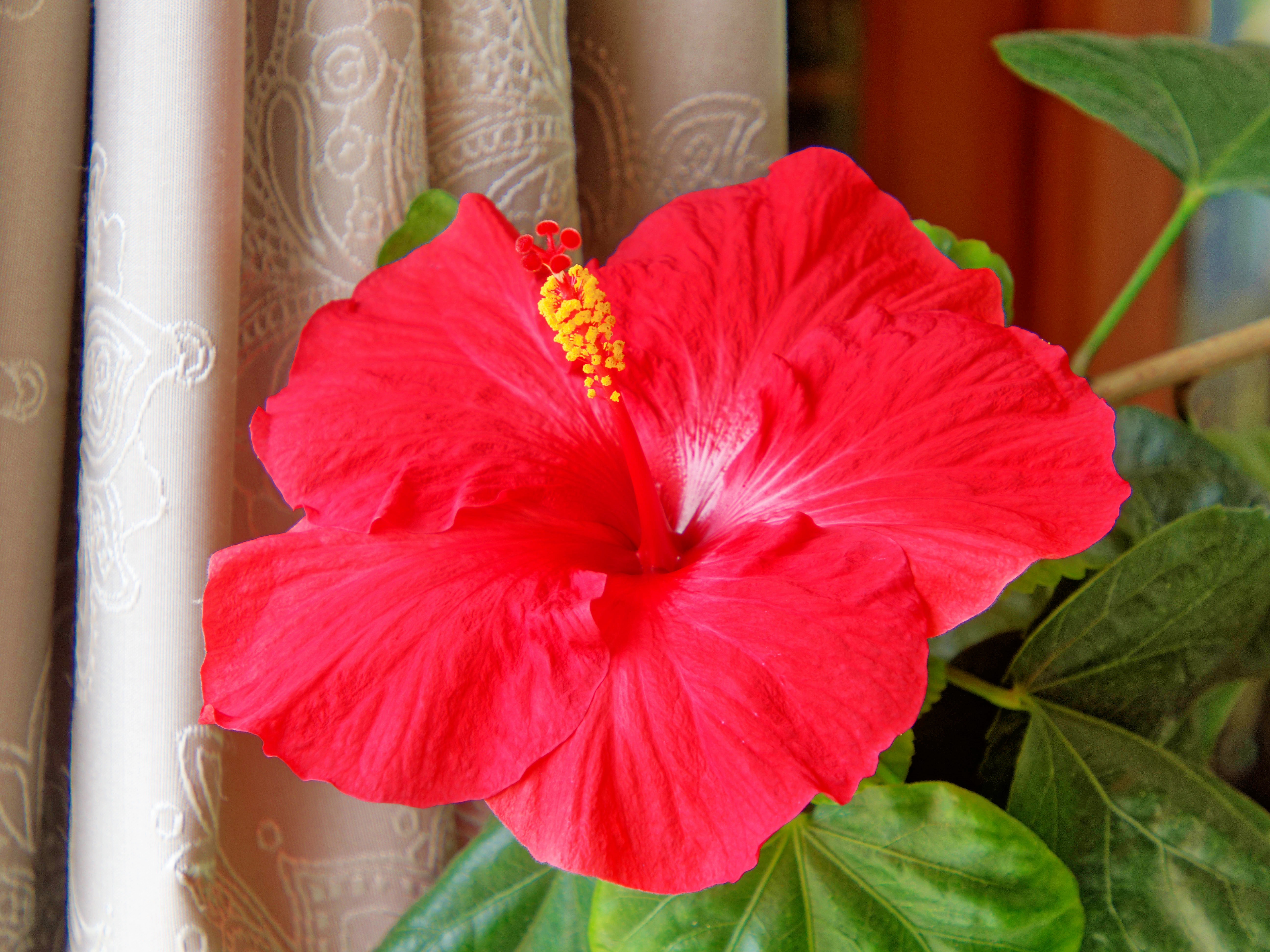 https://lemis.nyc3.digitaloceanspaces.com/grog/Photos/20250923/big/Hibiscus-rosa-sinensis-2.jpeg