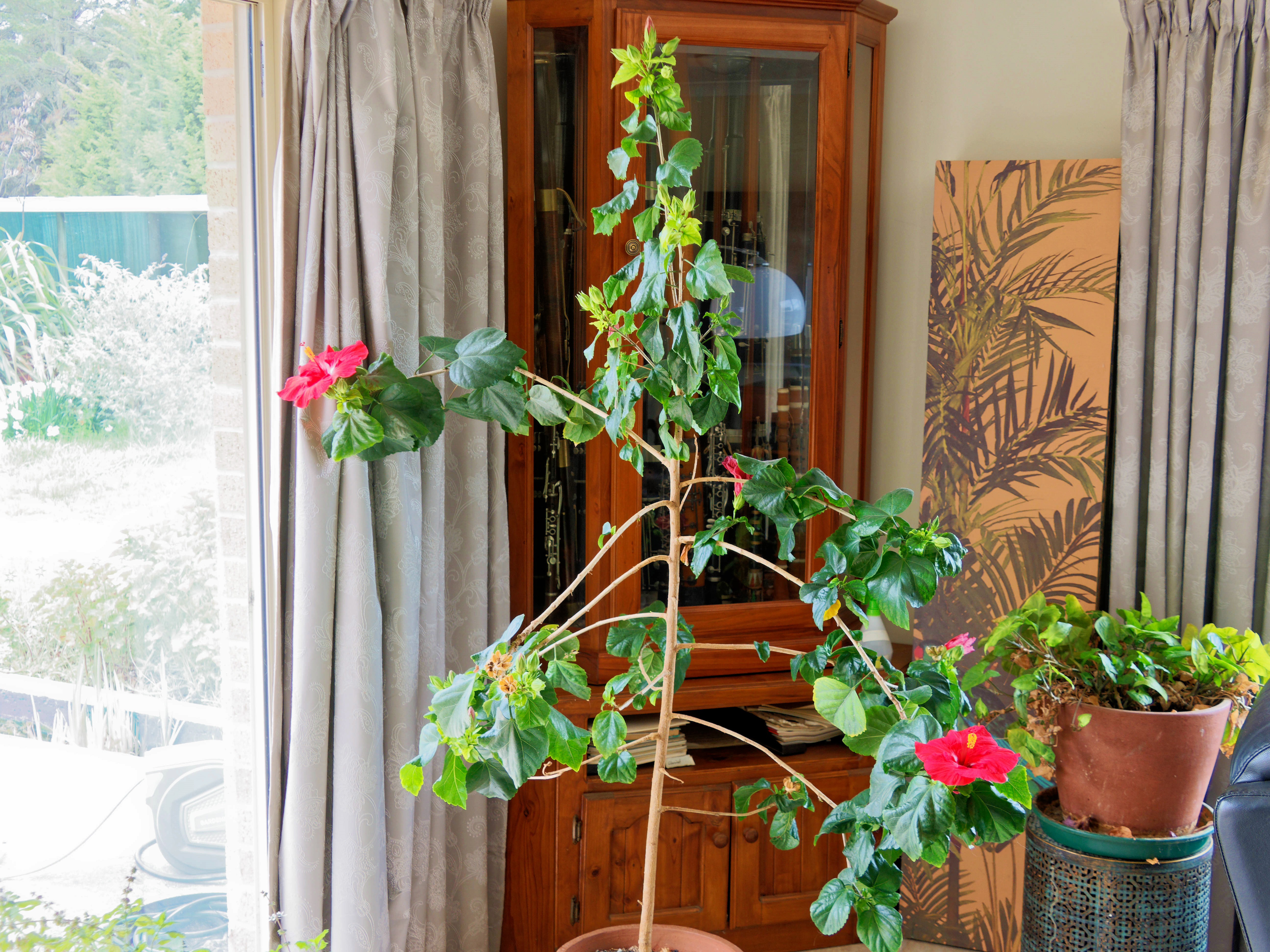 https://lemis.nyc3.digitaloceanspaces.com/grog/Photos/20250923/big/Hibiscus-rosa-sinensis-3.jpeg