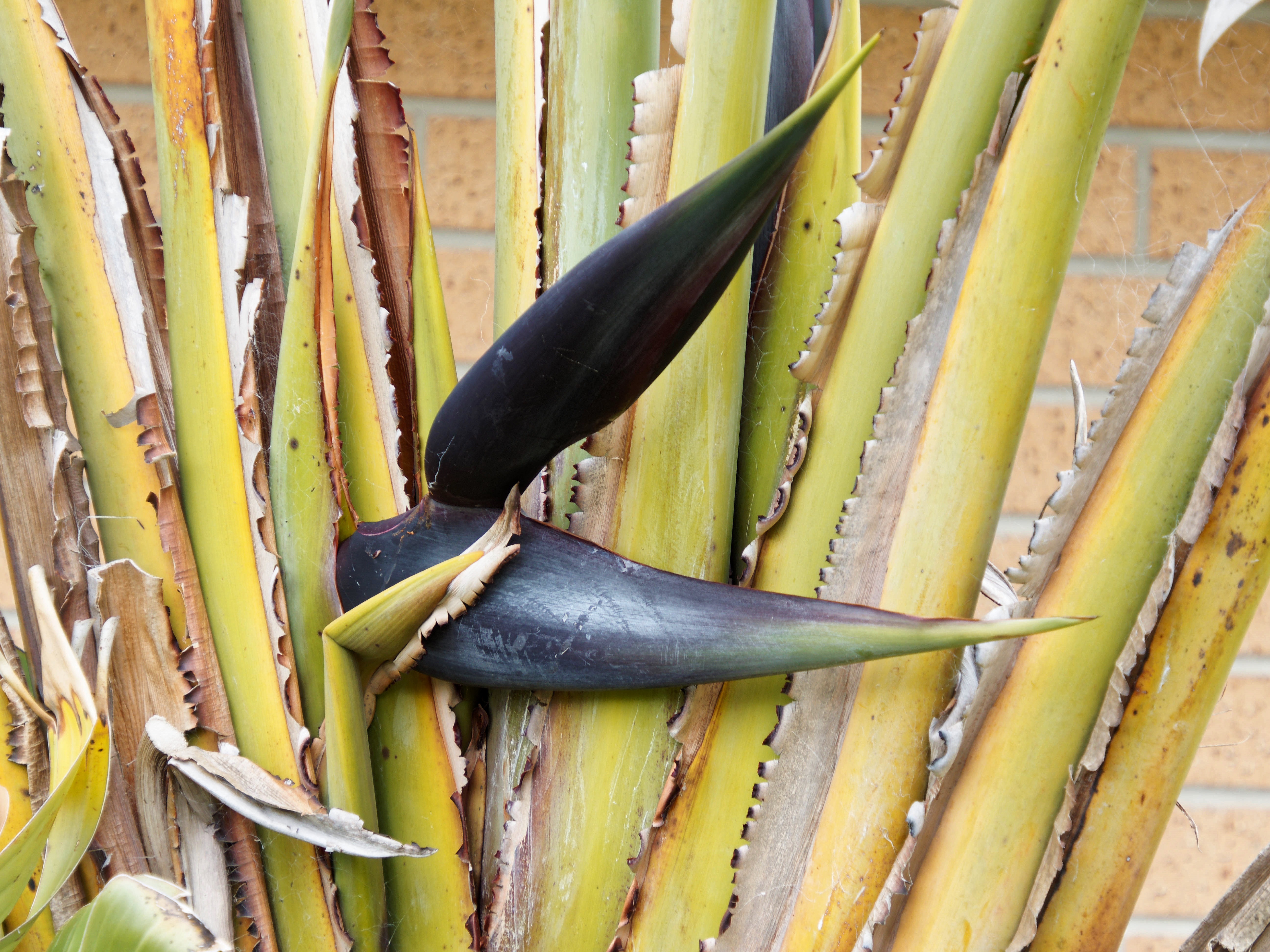 https://lemis.nyc3.digitaloceanspaces.com/grog/Photos/20250923/big/Strelitzia-nicolai-1.jpeg
