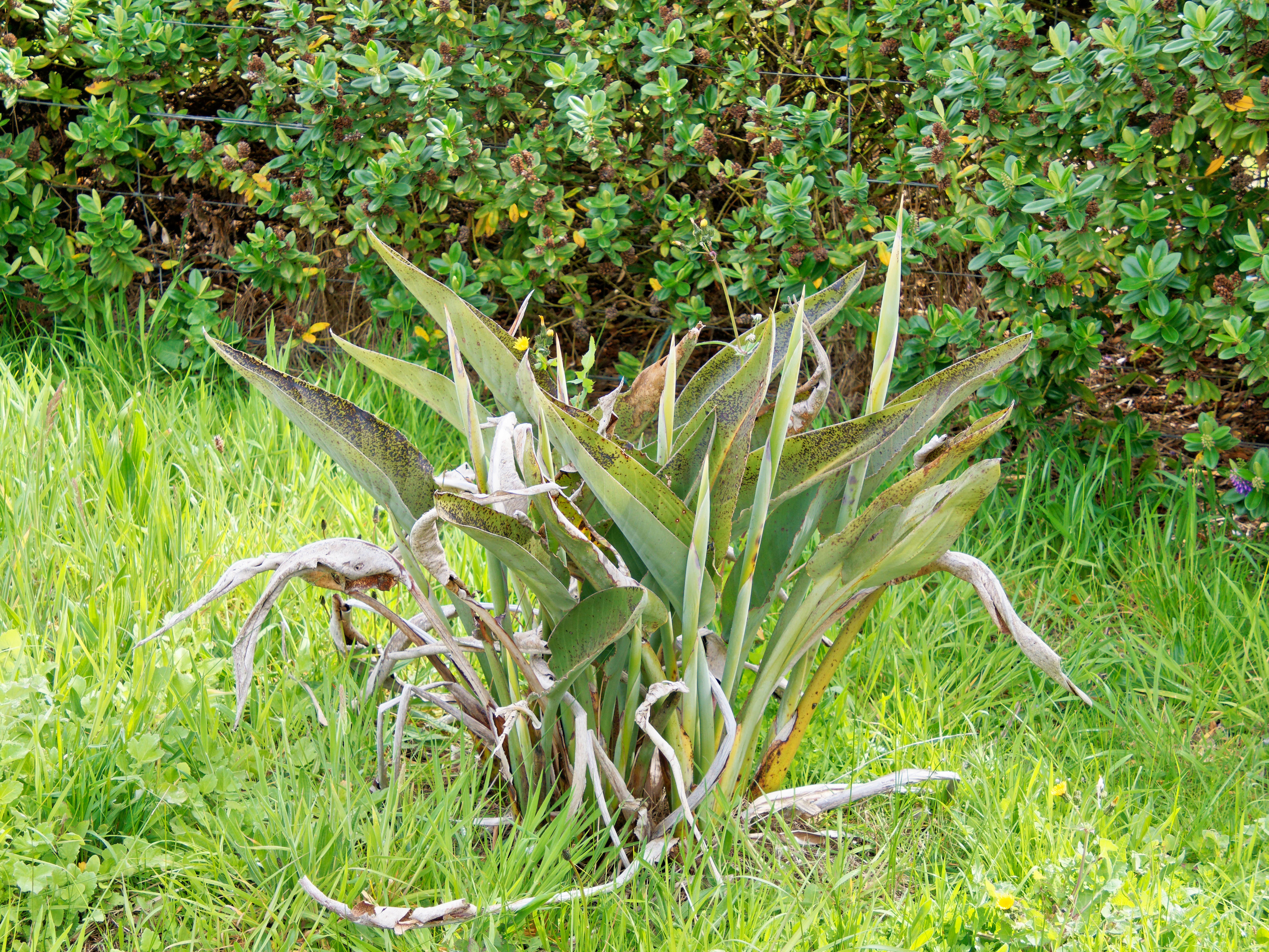 https://lemis.nyc3.digitaloceanspaces.com/grog/Photos/20250923/big/Strelitzia-reginae.jpeg
