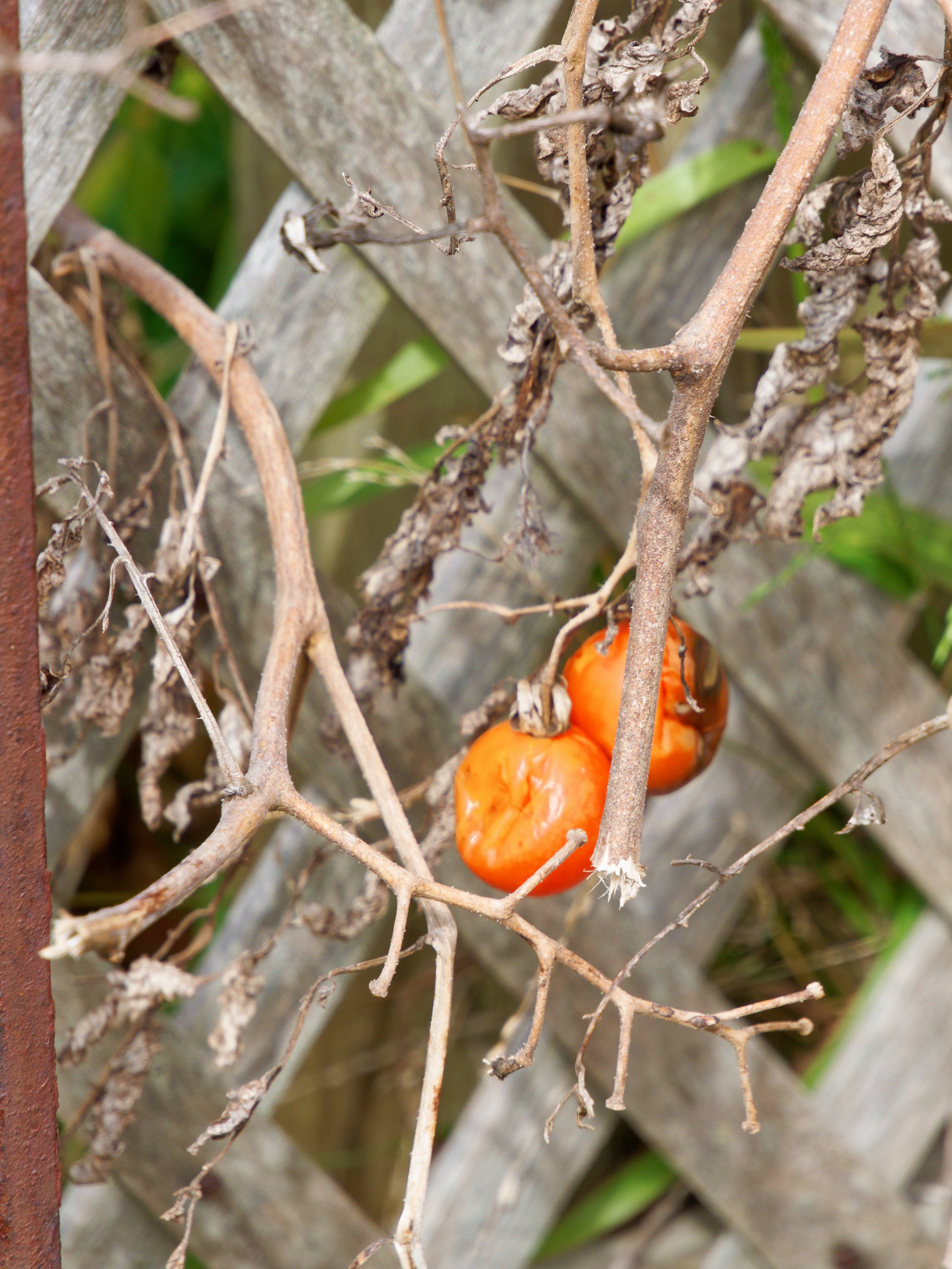 https://lemis.nyc3.digitaloceanspaces.com/grog/Photos/20250923/big/Tomatoes-2.jpeg
