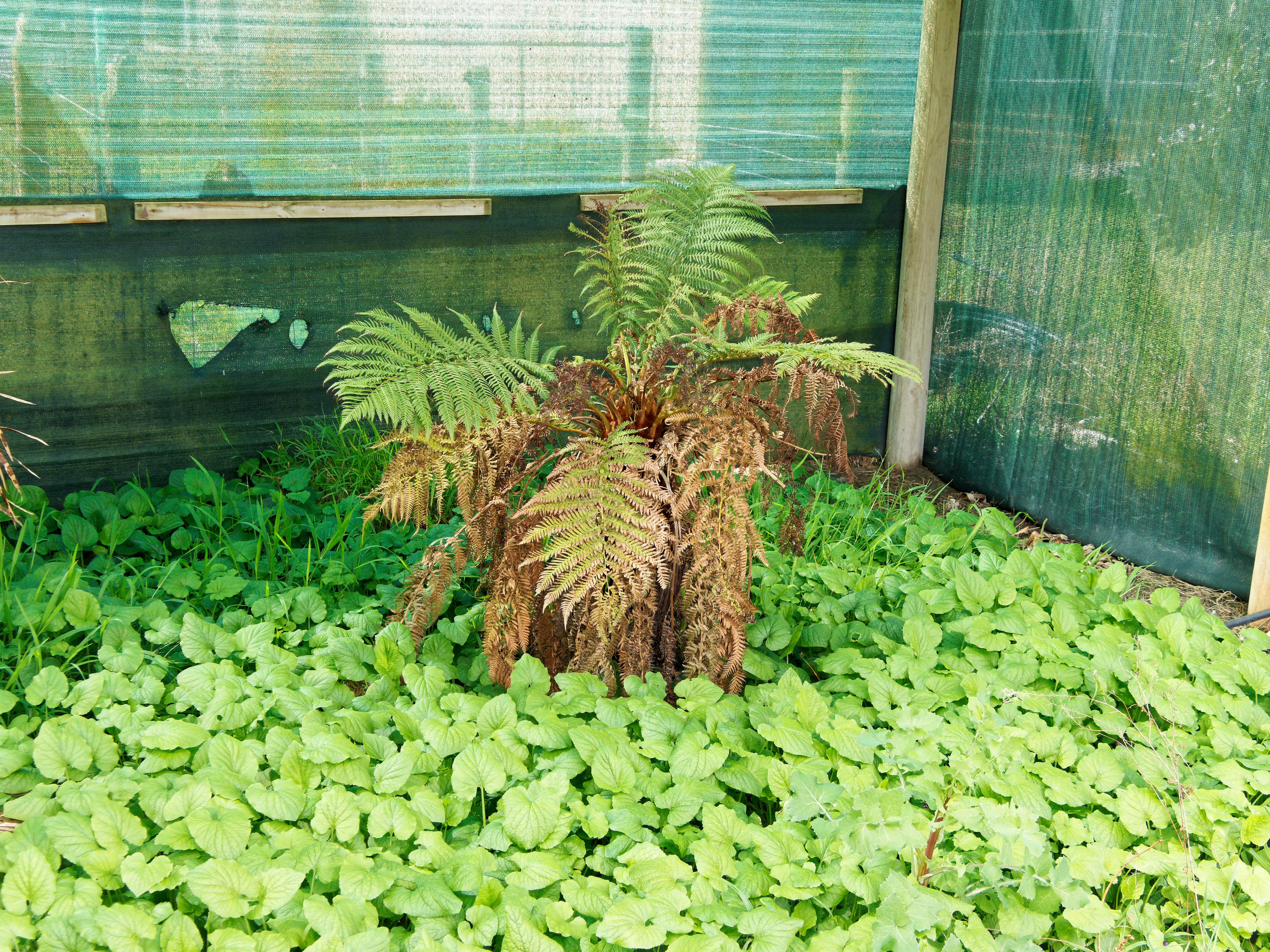 https://lemis.nyc3.digitaloceanspaces.com/grog/Photos/20250923/big/Tree-fern-1.jpeg