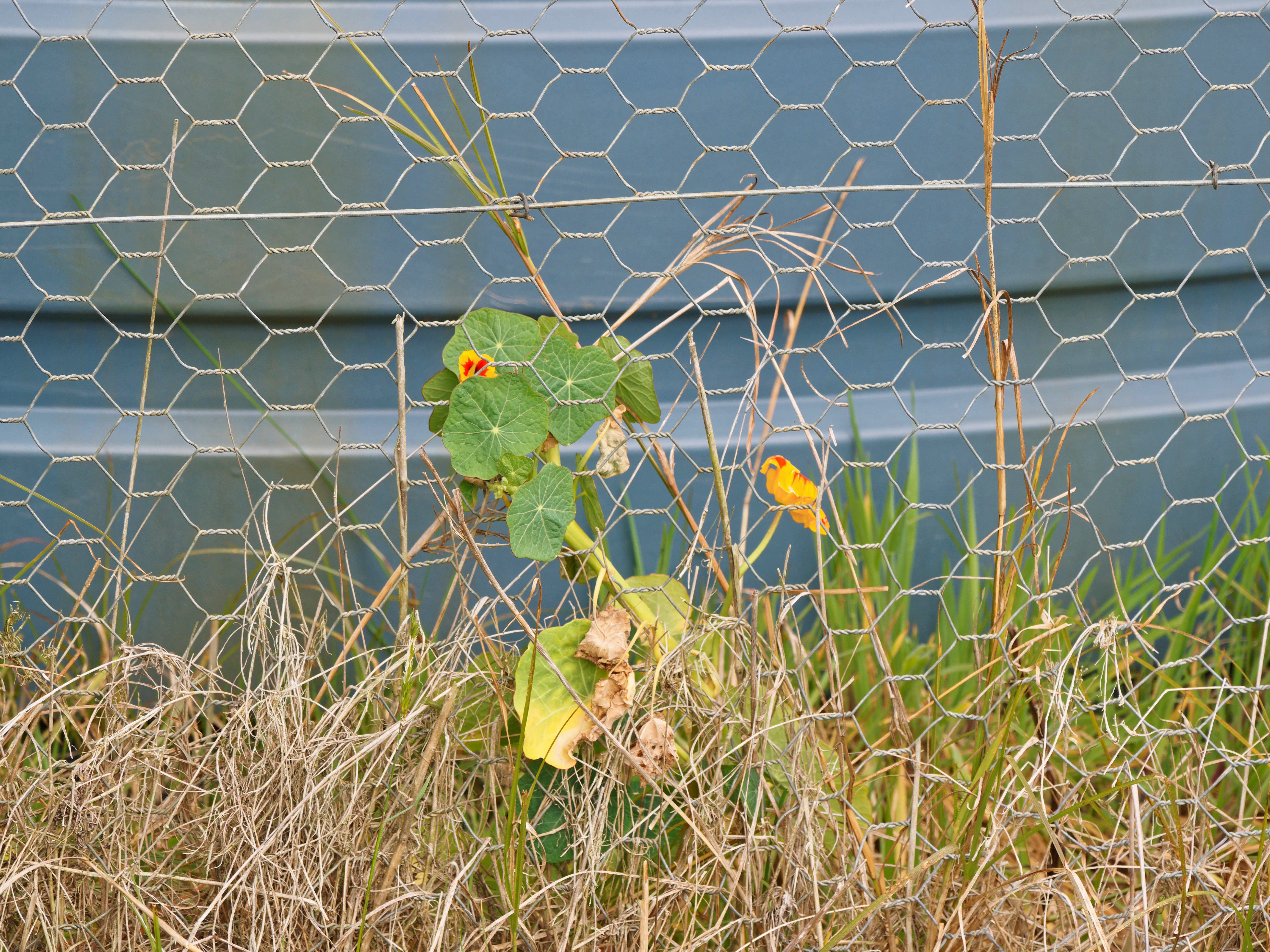 https://lemis.nyc3.digitaloceanspaces.com/grog/Photos/20250923/big/Tropaeolum.jpeg