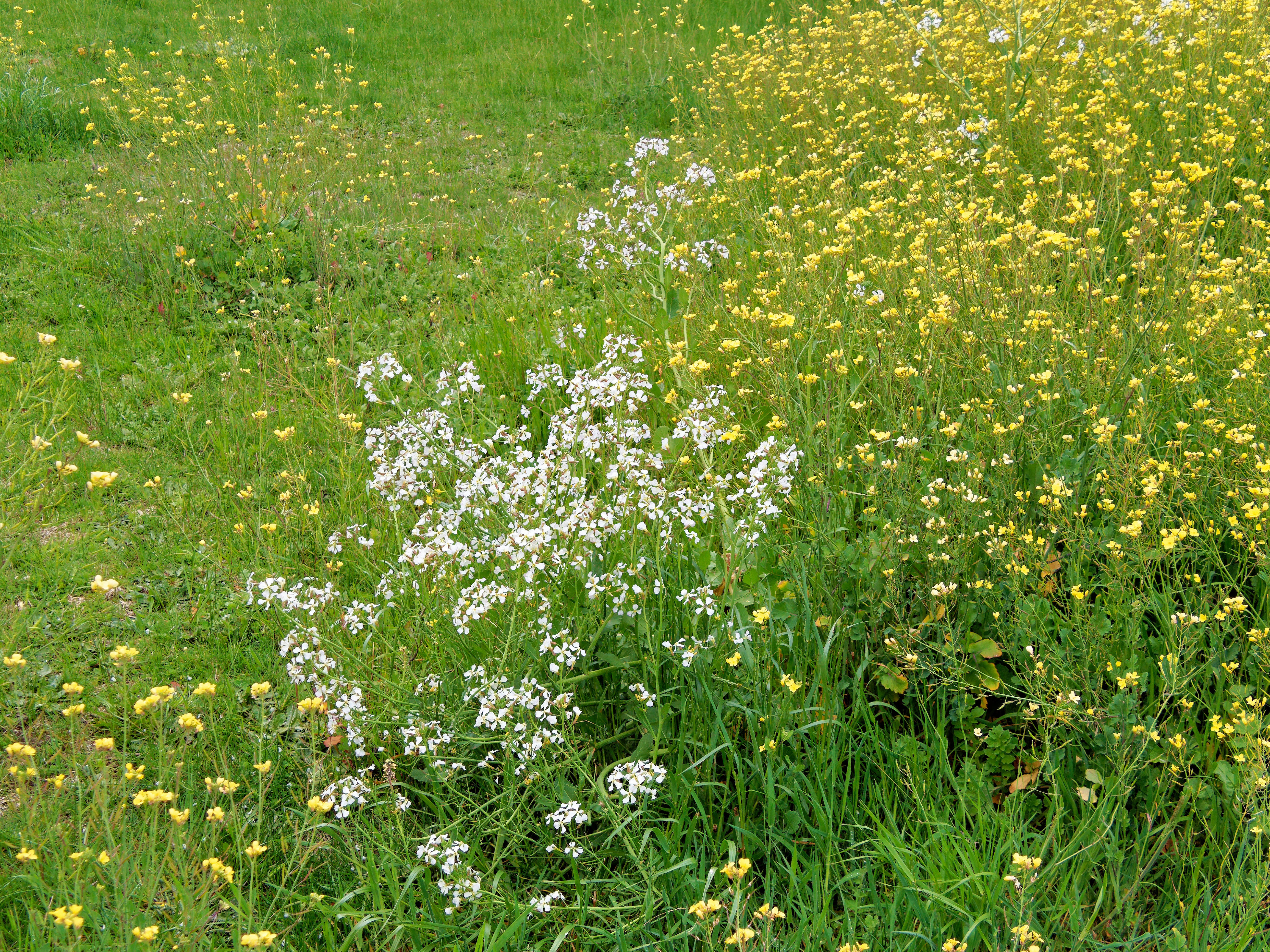 https://lemis.nyc3.digitaloceanspaces.com/grog/Photos/20250923/big/Weeds-1.jpeg