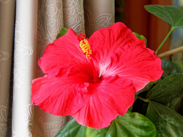 https://lemis.nyc3.digitaloceanspaces.com/grog/Photos/20250923/small/Hibiscus-rosa-sinensis-1.jpeg