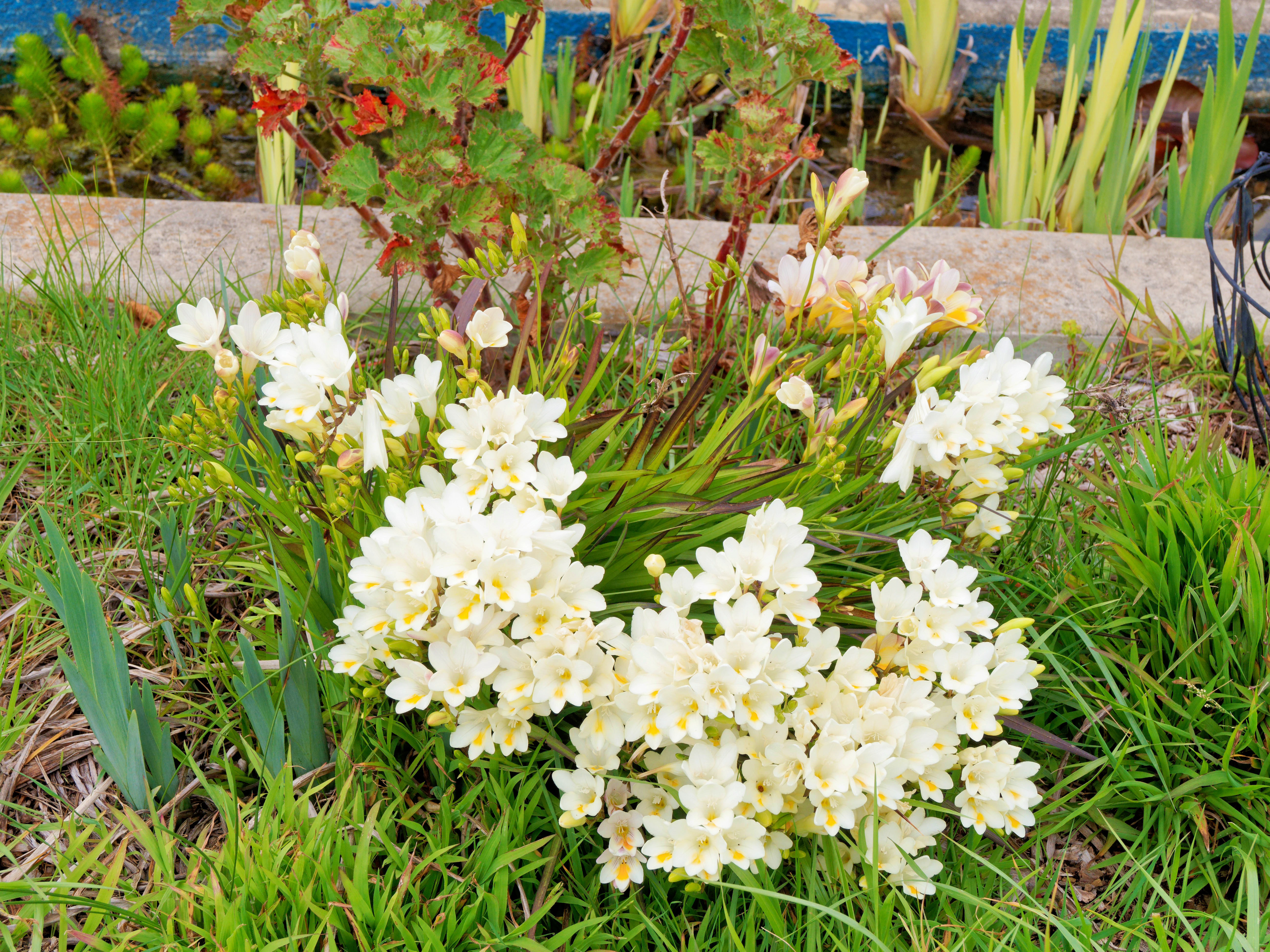 https://lemis.nyc3.digitaloceanspaces.com/grog/Photos/20250927/big/Freesias-1.jpeg