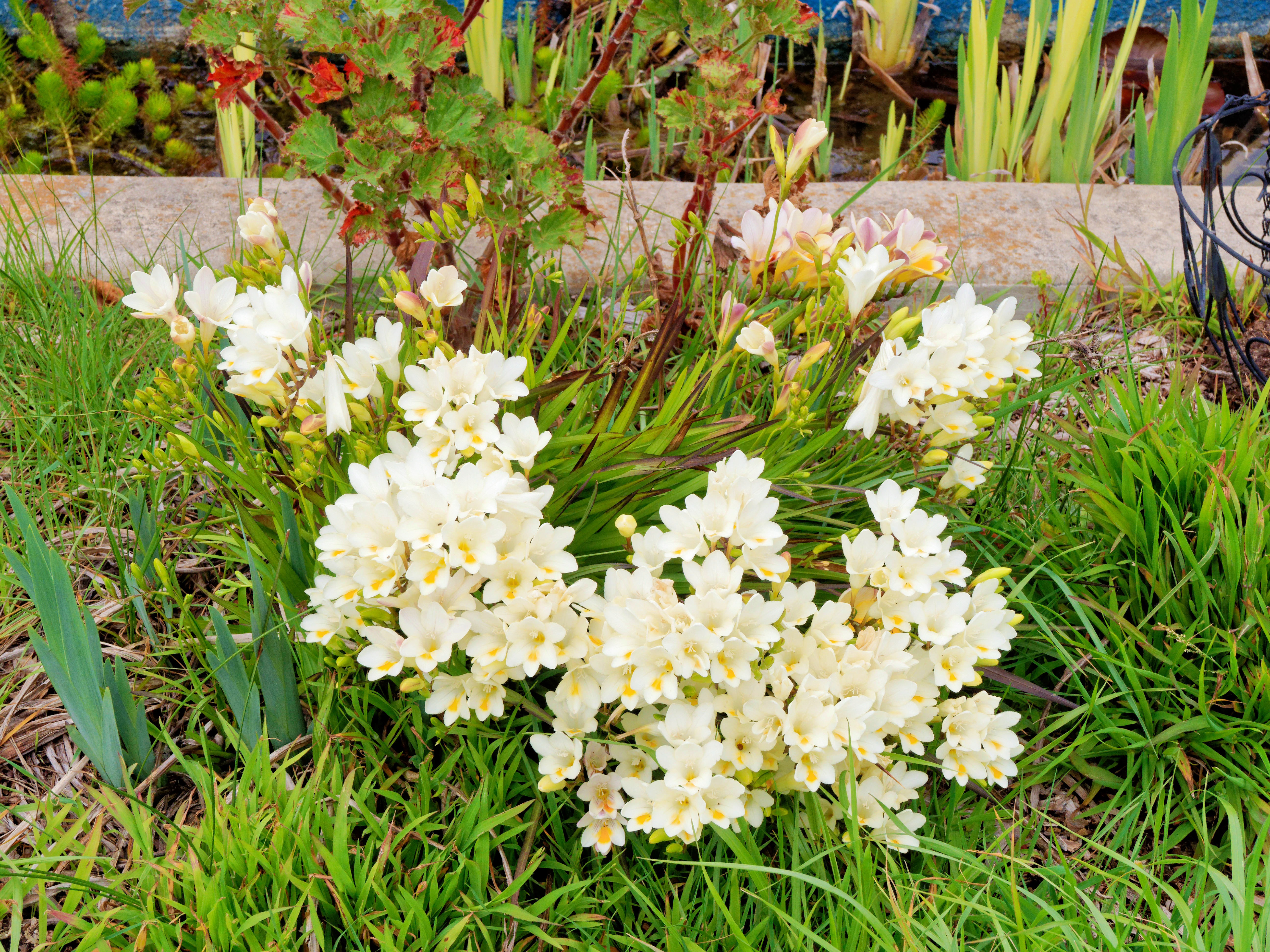 https://lemis.nyc3.digitaloceanspaces.com/grog/Photos/20250927/big/Freesias-2.jpeg