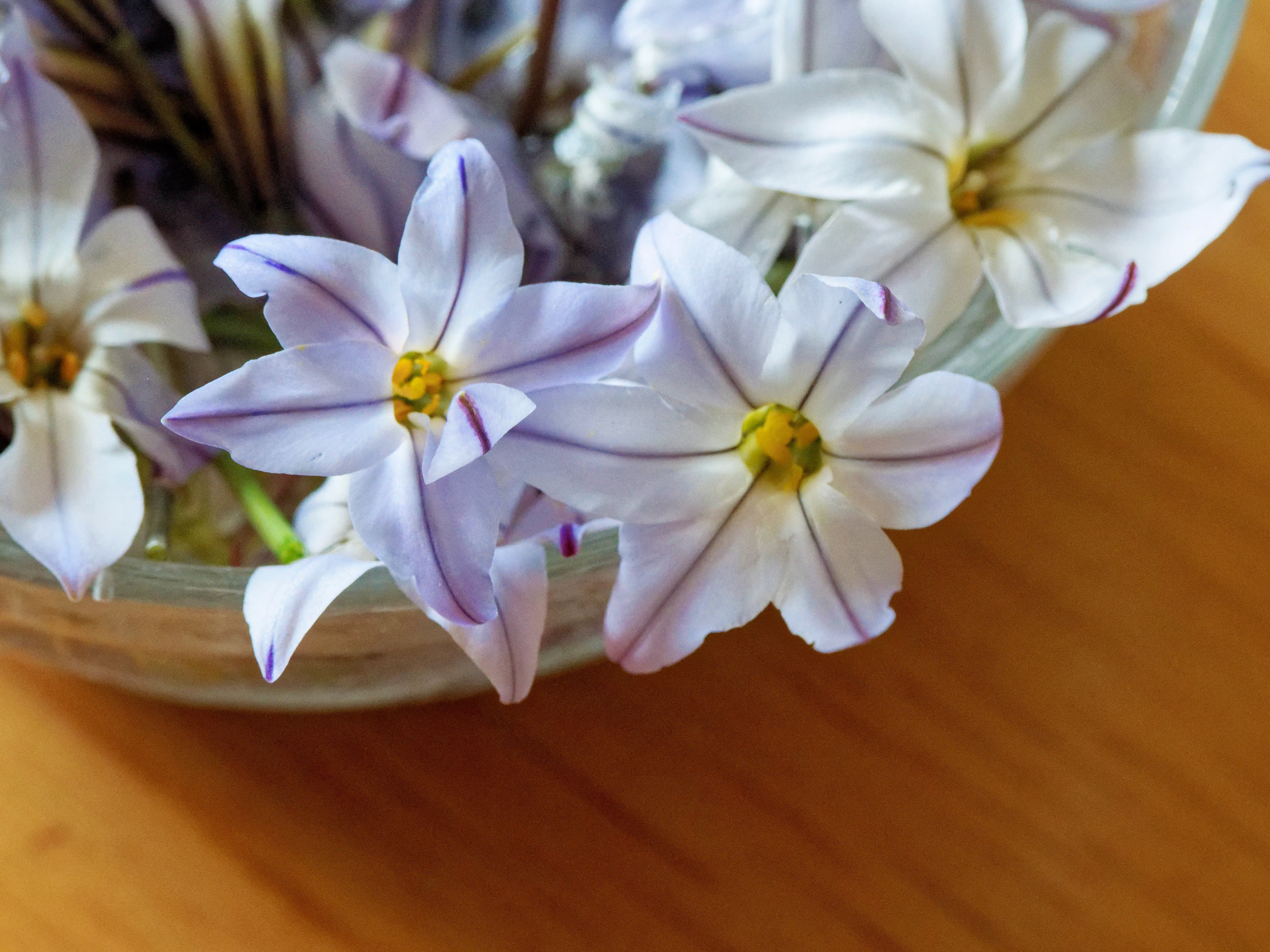 https://lemis.nyc3.digitaloceanspaces.com/grog/Photos/20250928/big/Flowers-2.jpeg