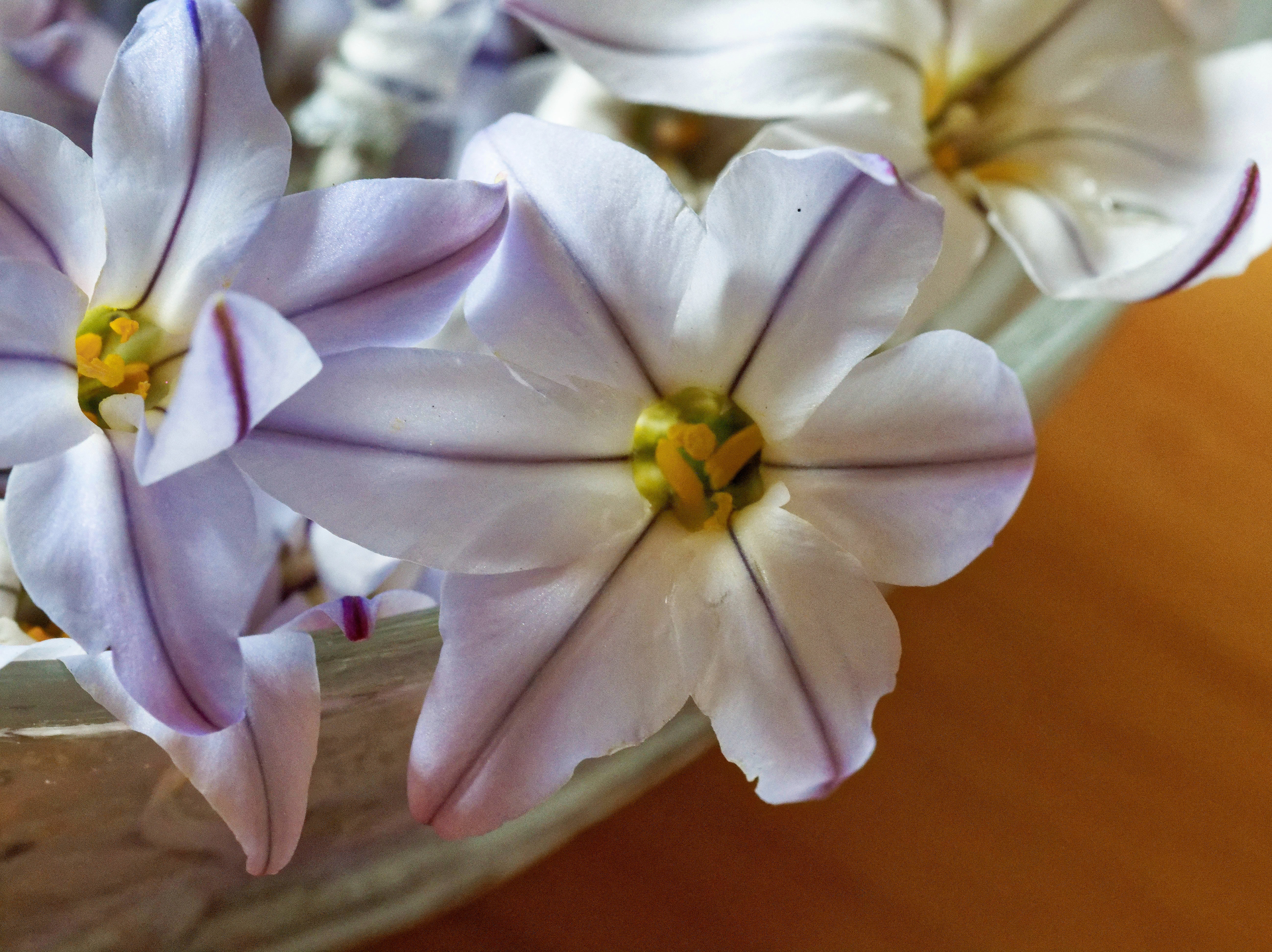 https://lemis.nyc3.digitaloceanspaces.com/grog/Photos/20250928/big/Flowers-3.jpeg