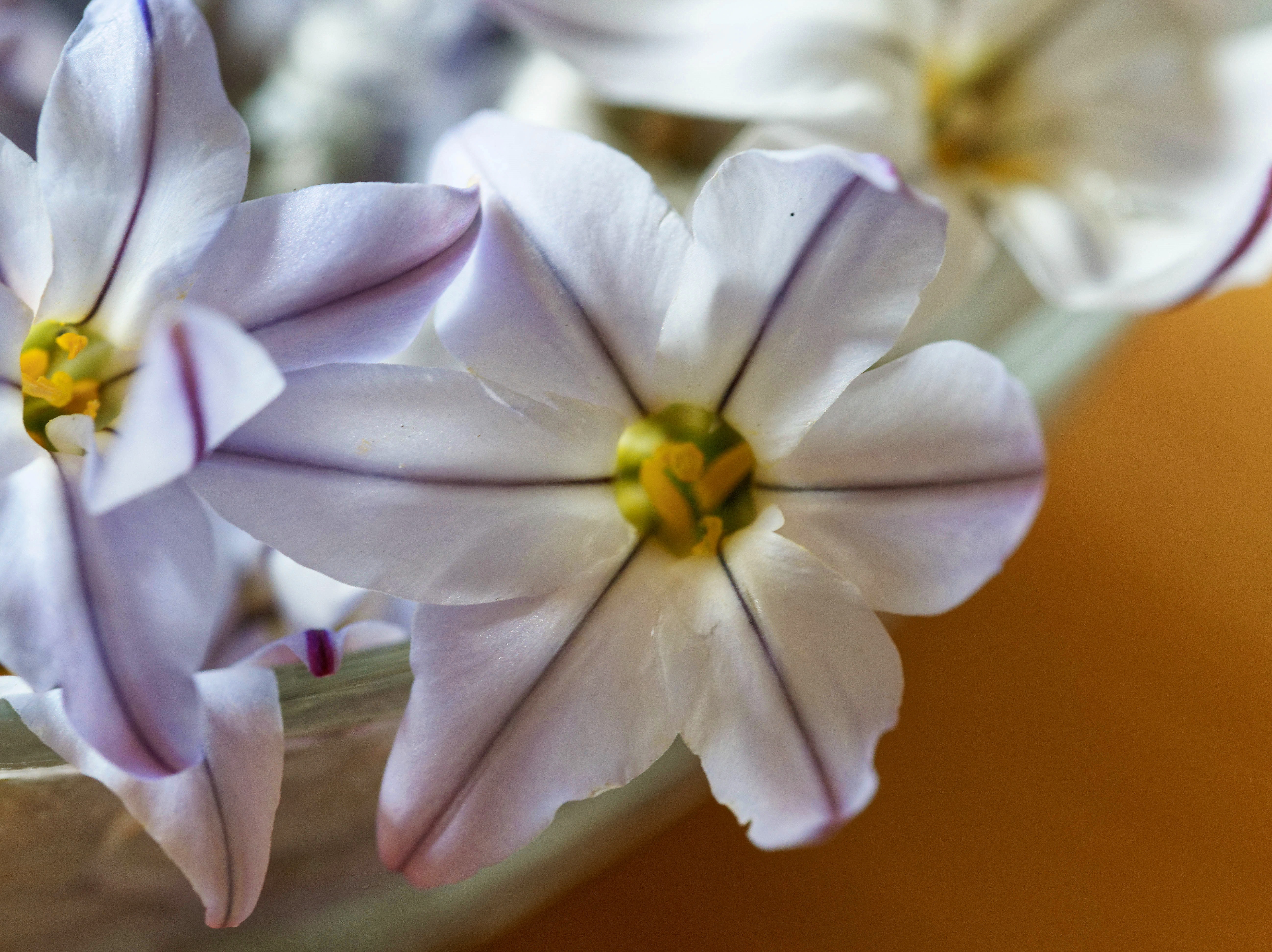 https://lemis.nyc3.digitaloceanspaces.com/grog/Photos/20250928/big/Flowers-4.jpeg