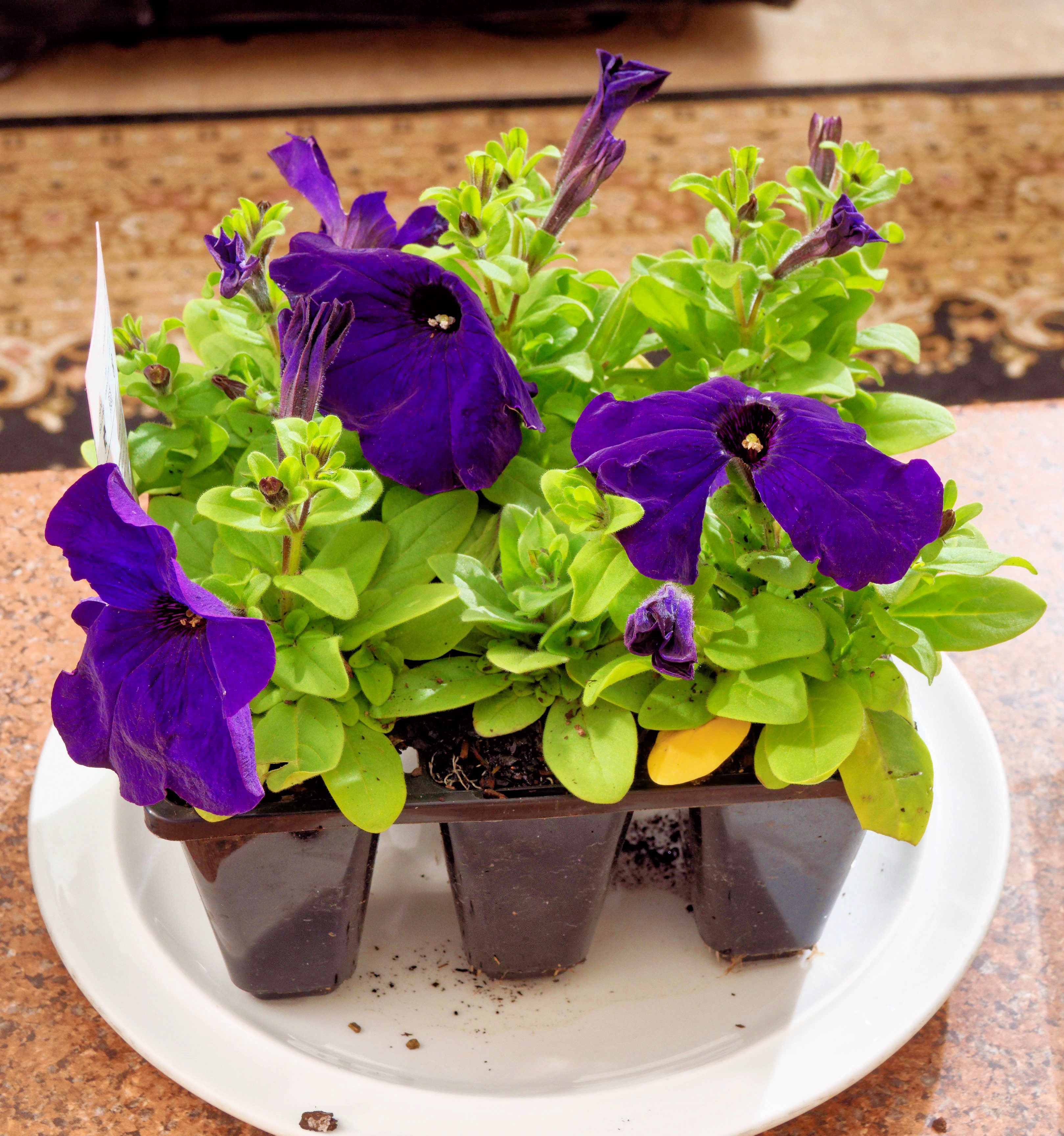 https://lemis.nyc3.digitaloceanspaces.com/grog/Photos/20251002/big/Petunia.jpeg
