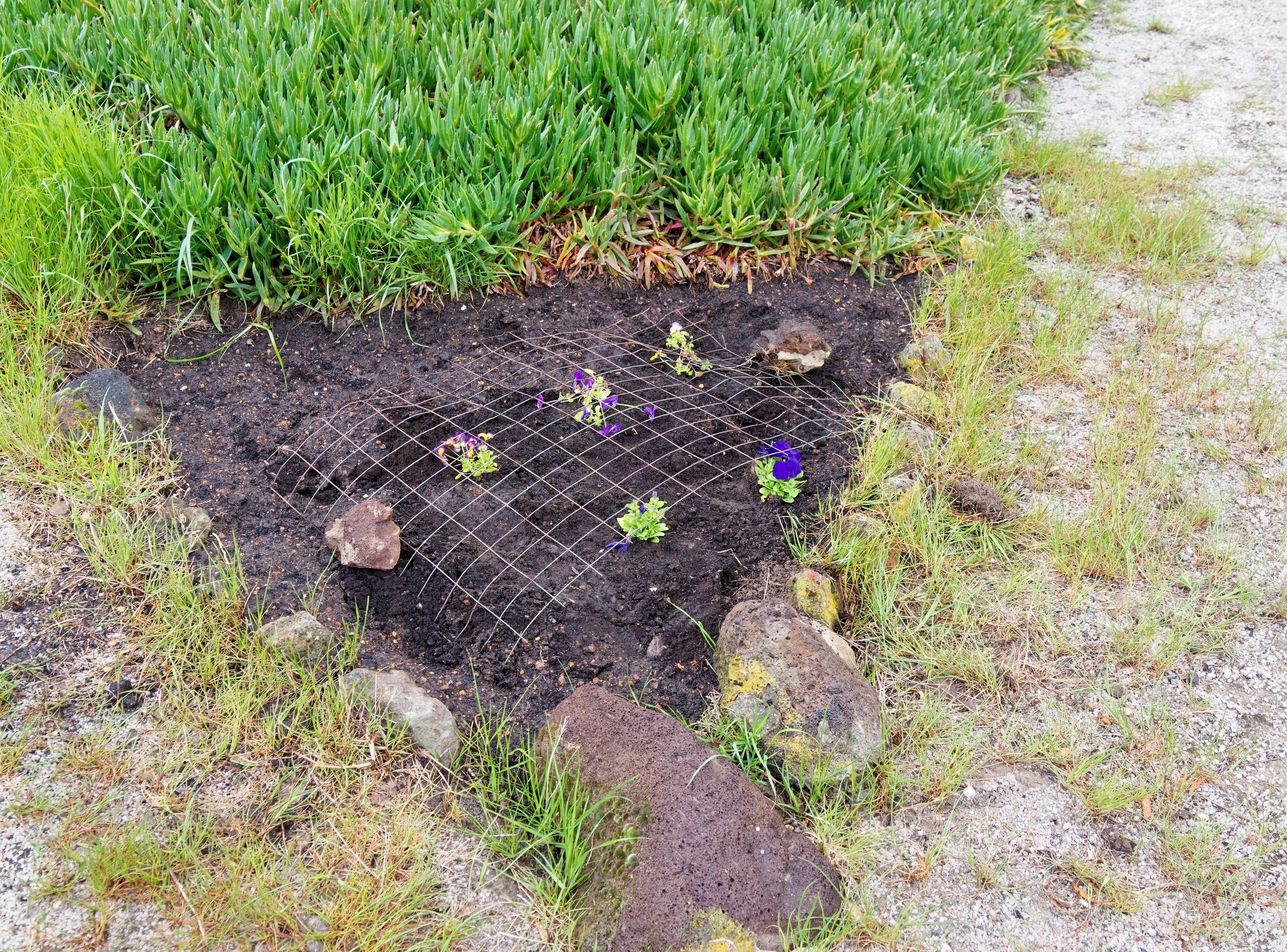 This should be Planting-flowers-4.jpeg.  Is it missing?