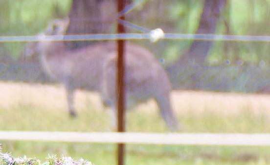 https://lemis.nyc3.digitaloceanspaces.com/grog/Photos/20251005/big/Lost-kangaroo-3-detail-2.jpeg