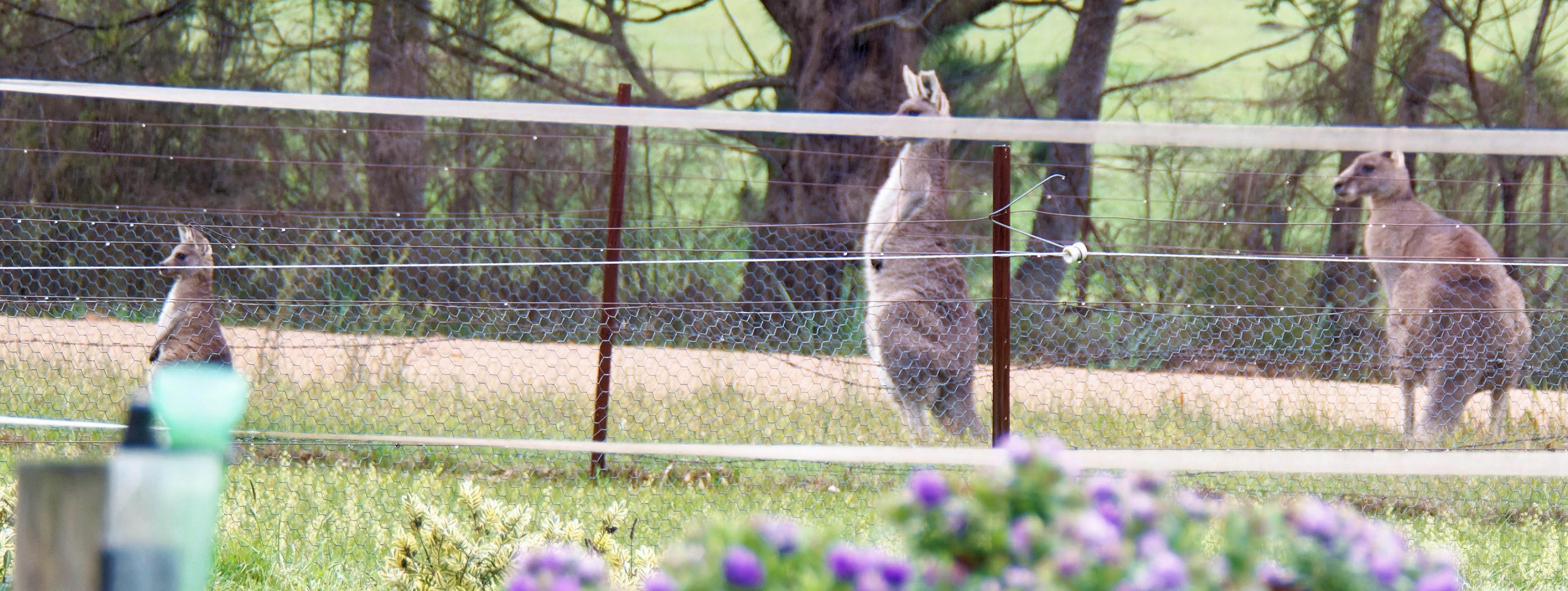 https://lemis.nyc3.digitaloceanspaces.com/grog/Photos/20251005/big/Lost-kangaroo-8-detail.jpeg