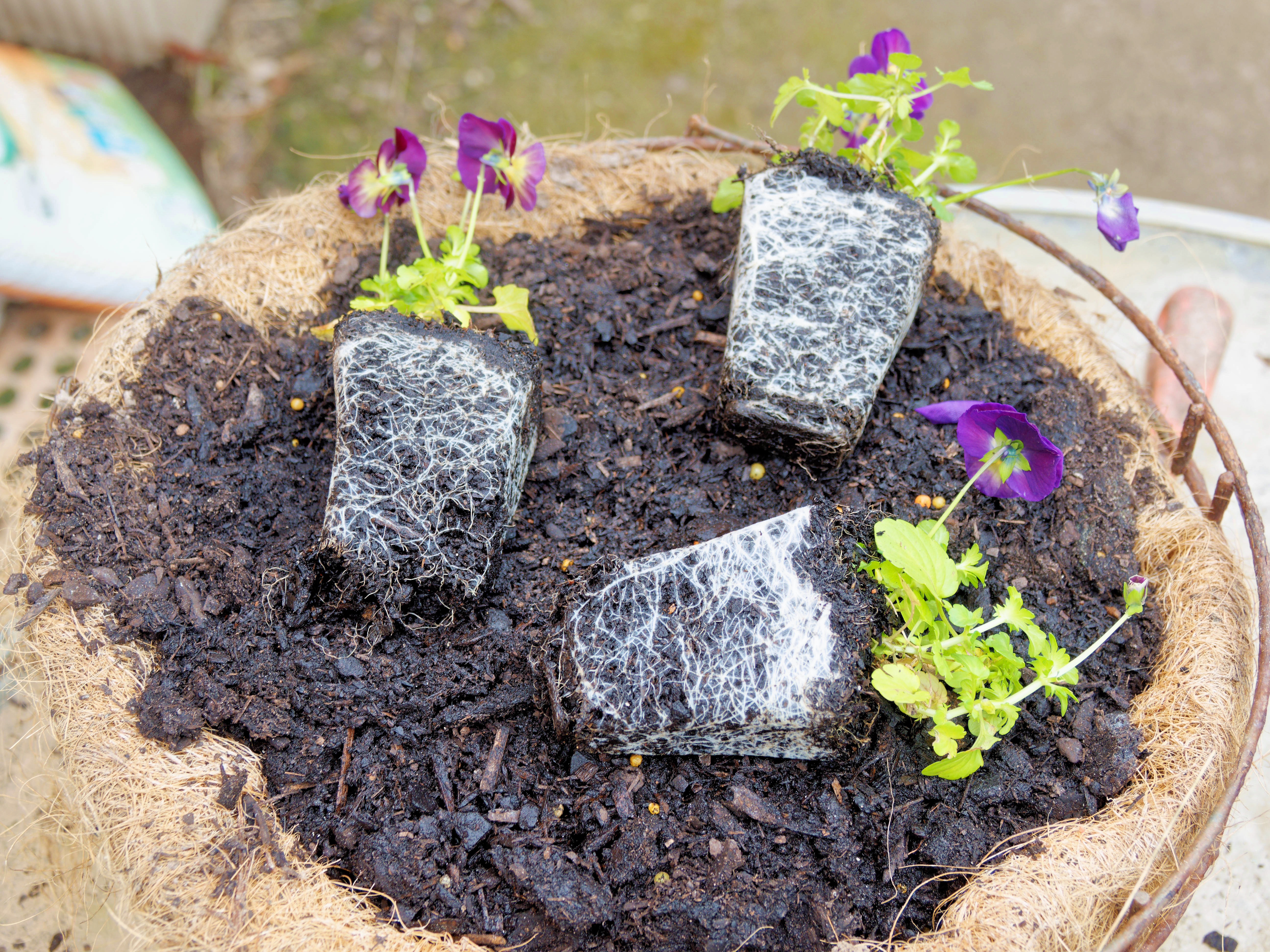https://lemis.nyc3.digitaloceanspaces.com/grog/Photos/20251005/big/Planting-violas-1.jpeg