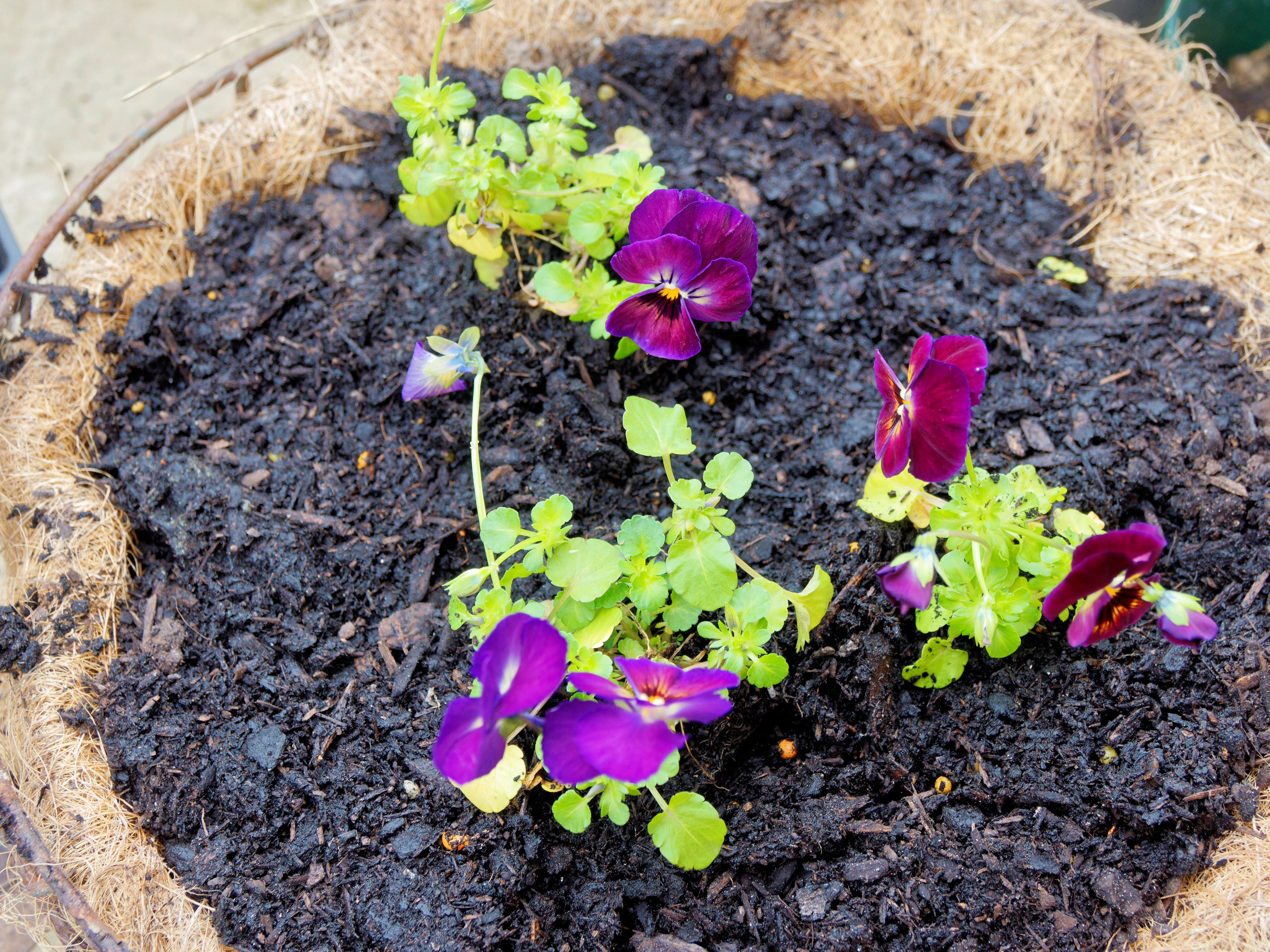 https://lemis.nyc3.digitaloceanspaces.com/grog/Photos/20251005/big/Planting-violas-4.jpeg