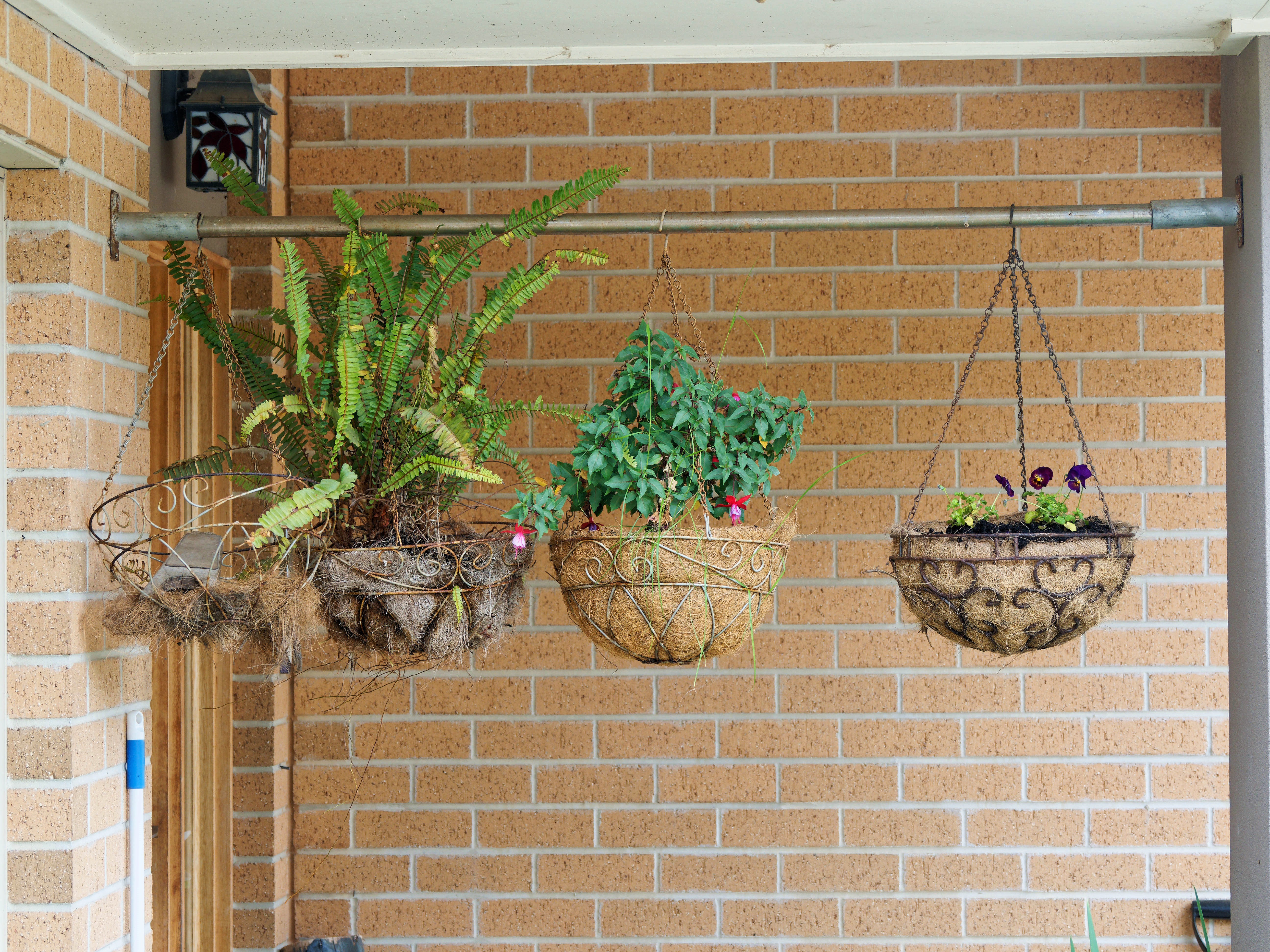 https://lemis.nyc3.digitaloceanspaces.com/grog/Photos/20251005/big/Planting-violas-5.jpeg