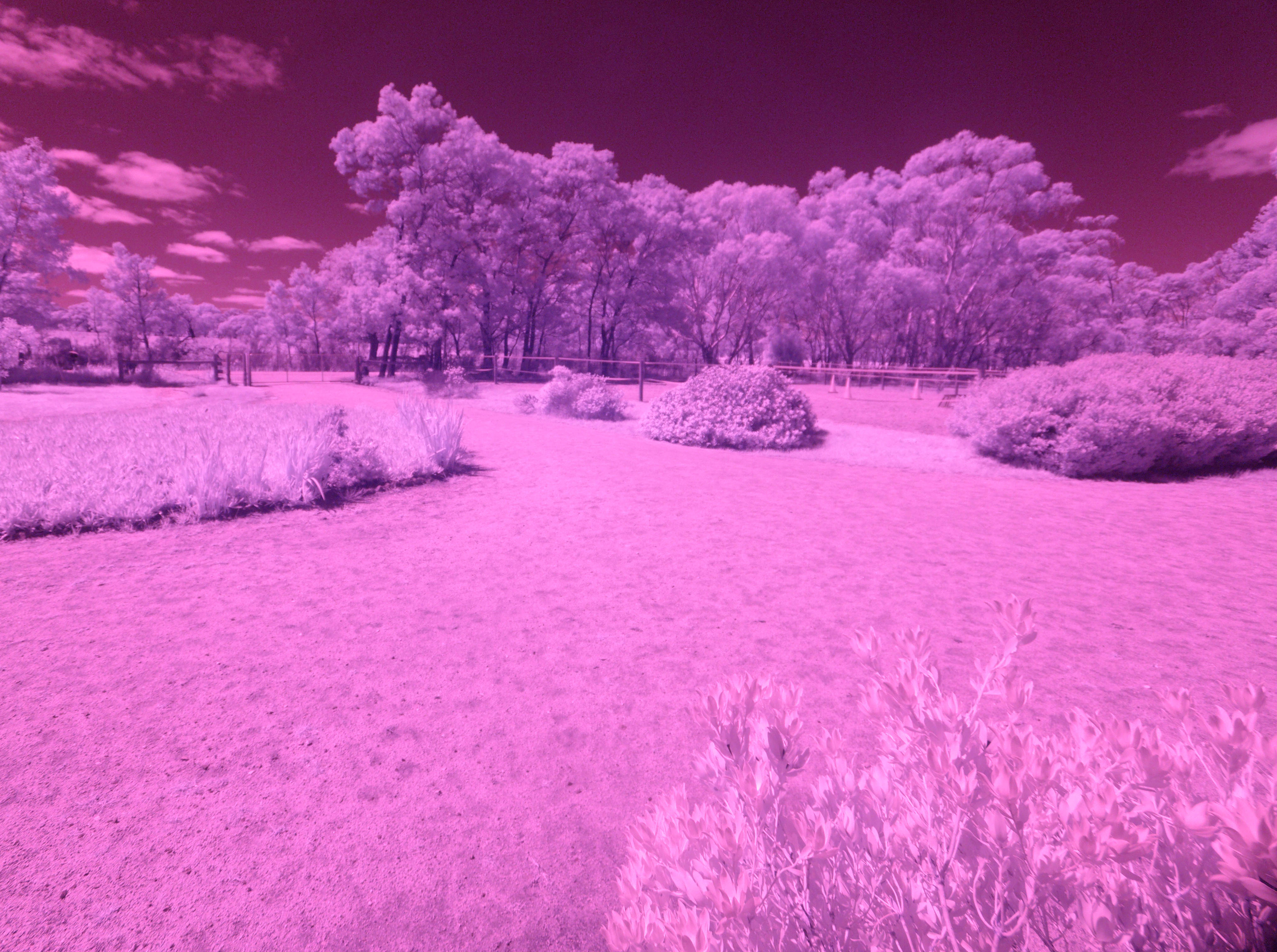 https://lemis.nyc3.digitaloceanspaces.com/grog/Photos/20251013/big/Infrared-experiment-1.jpeg